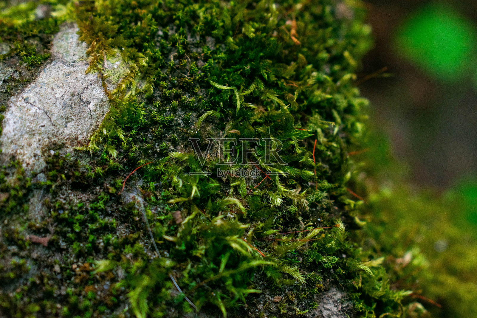 河边岩石上的苔藓照片摄影图片