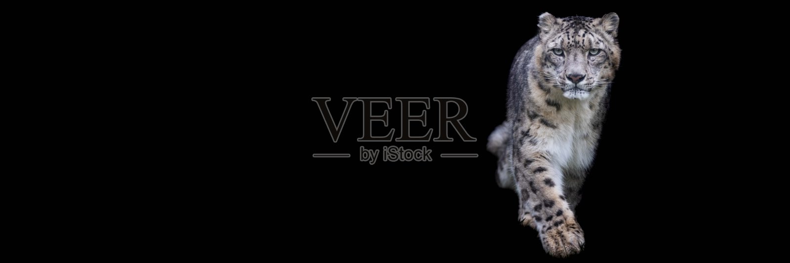 黑色背景的雪豹照片摄影图片