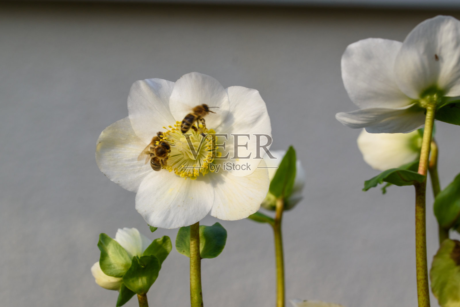 盛开的圣诞玫瑰,在一月的阳光下的黑地狱。第一批蜜蜂已经在花边了。照片摄影图片