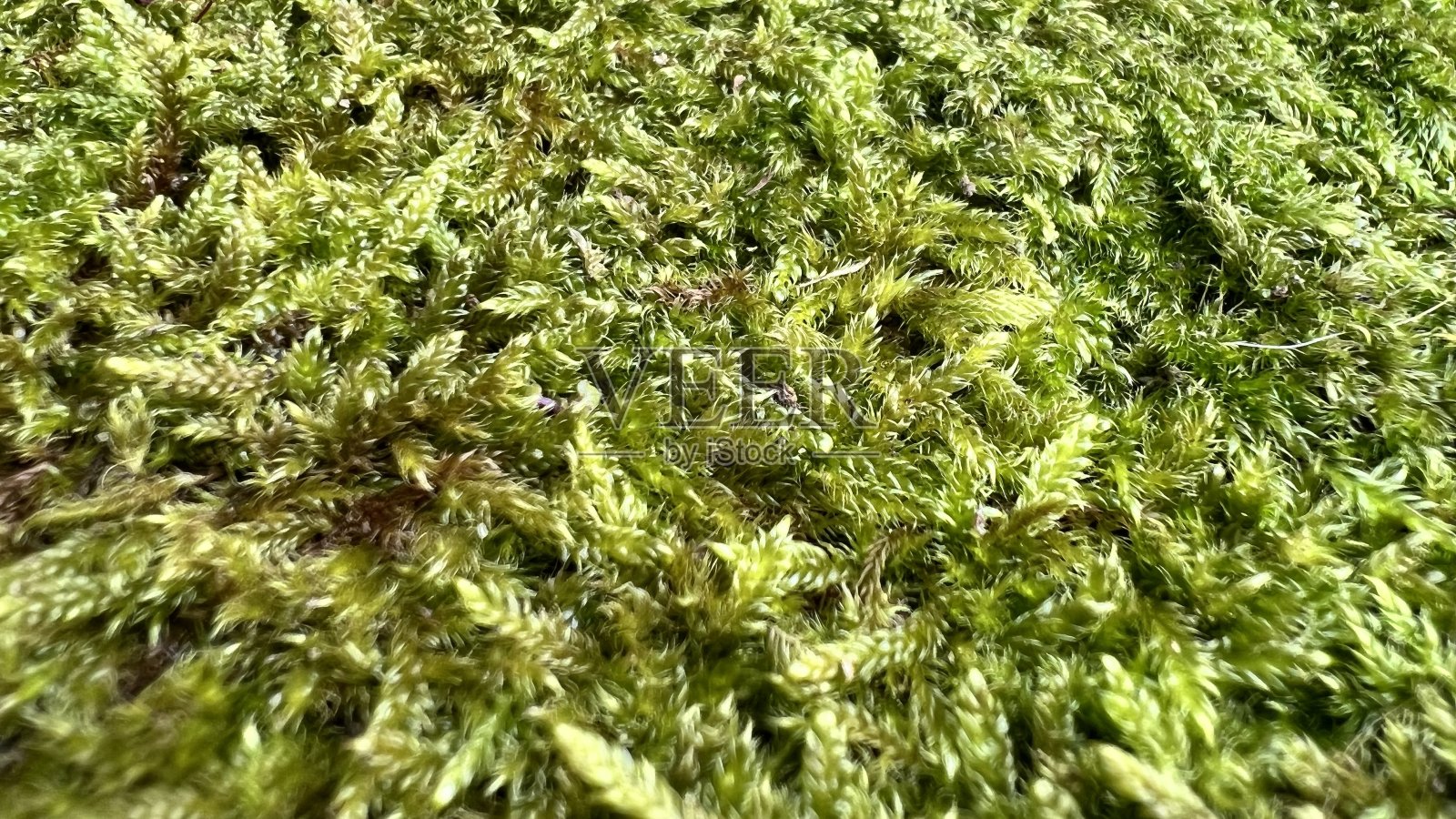 苔藓地毯照片摄影图片
