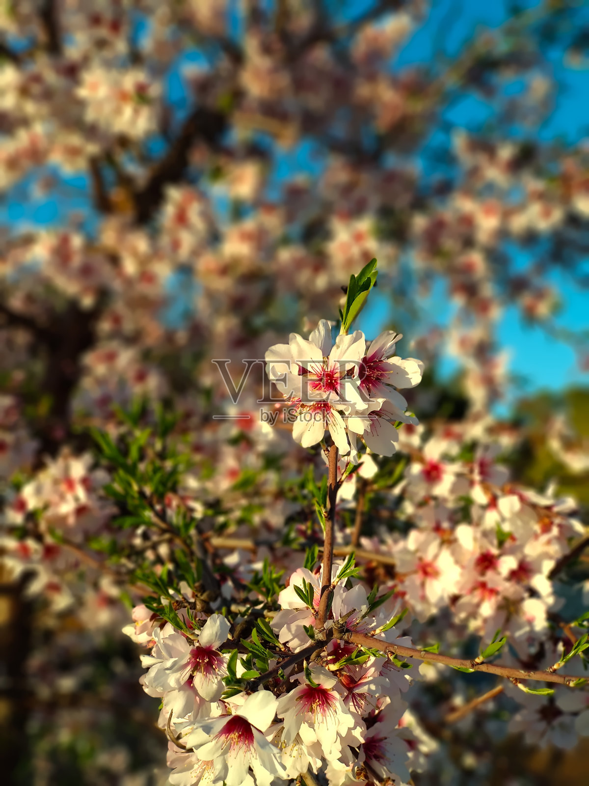 近景拍摄的是一棵开花的杏树,在这个地中海国家,冬天结束,春天开始照片摄影图片