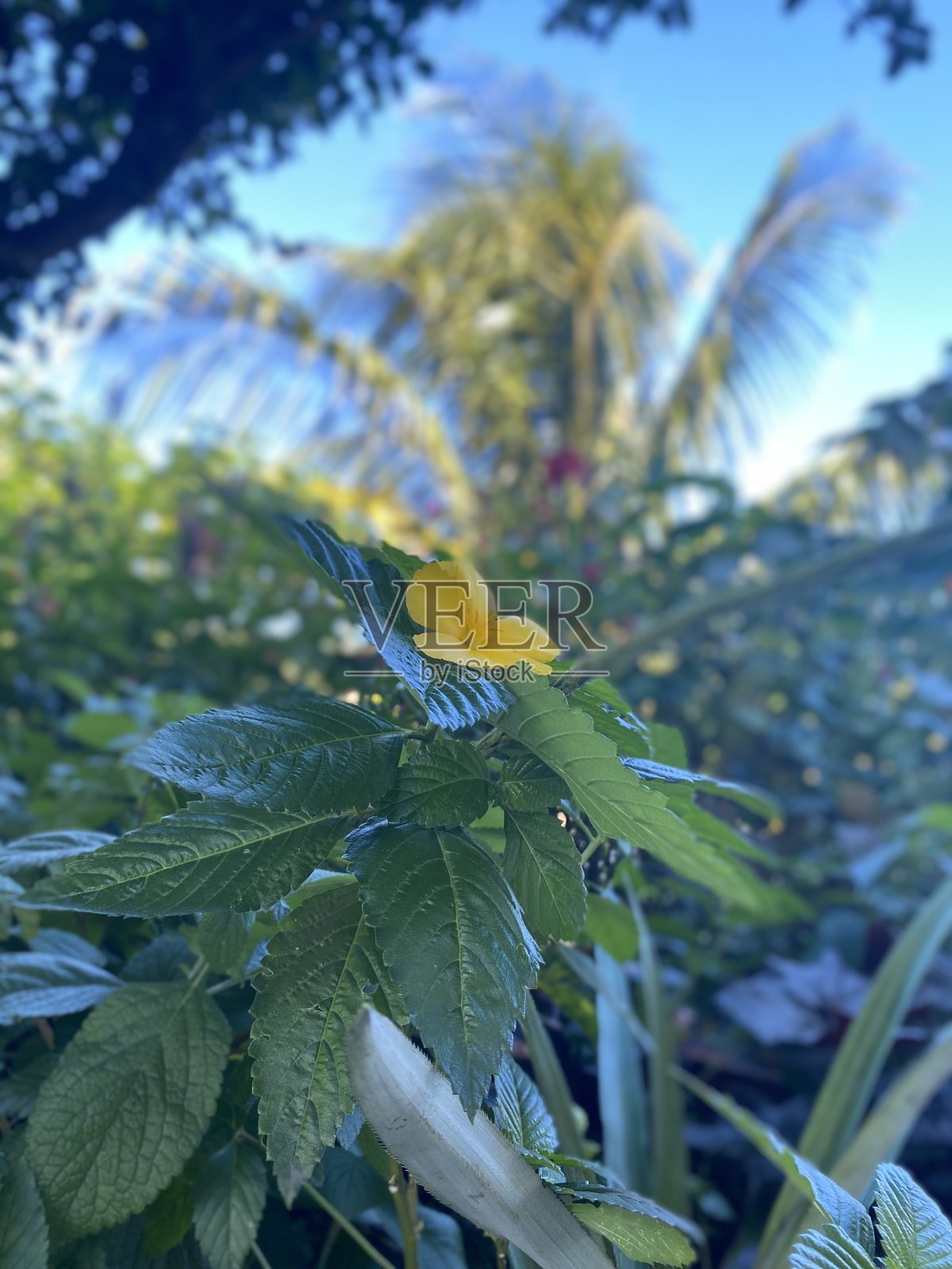 黄色的花照片摄影图片