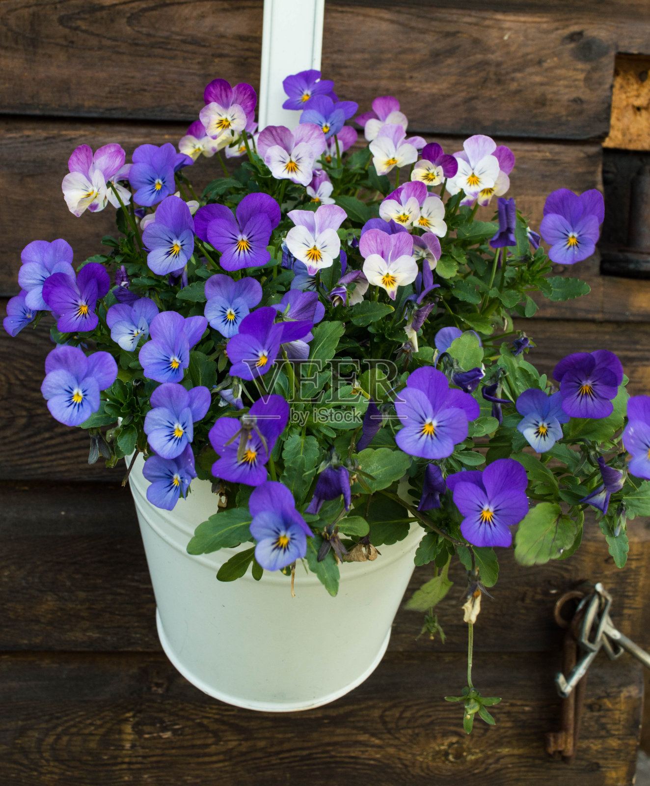 白色花盆中有蓝色和紫罗兰色角的紫罗兰照片摄影图片