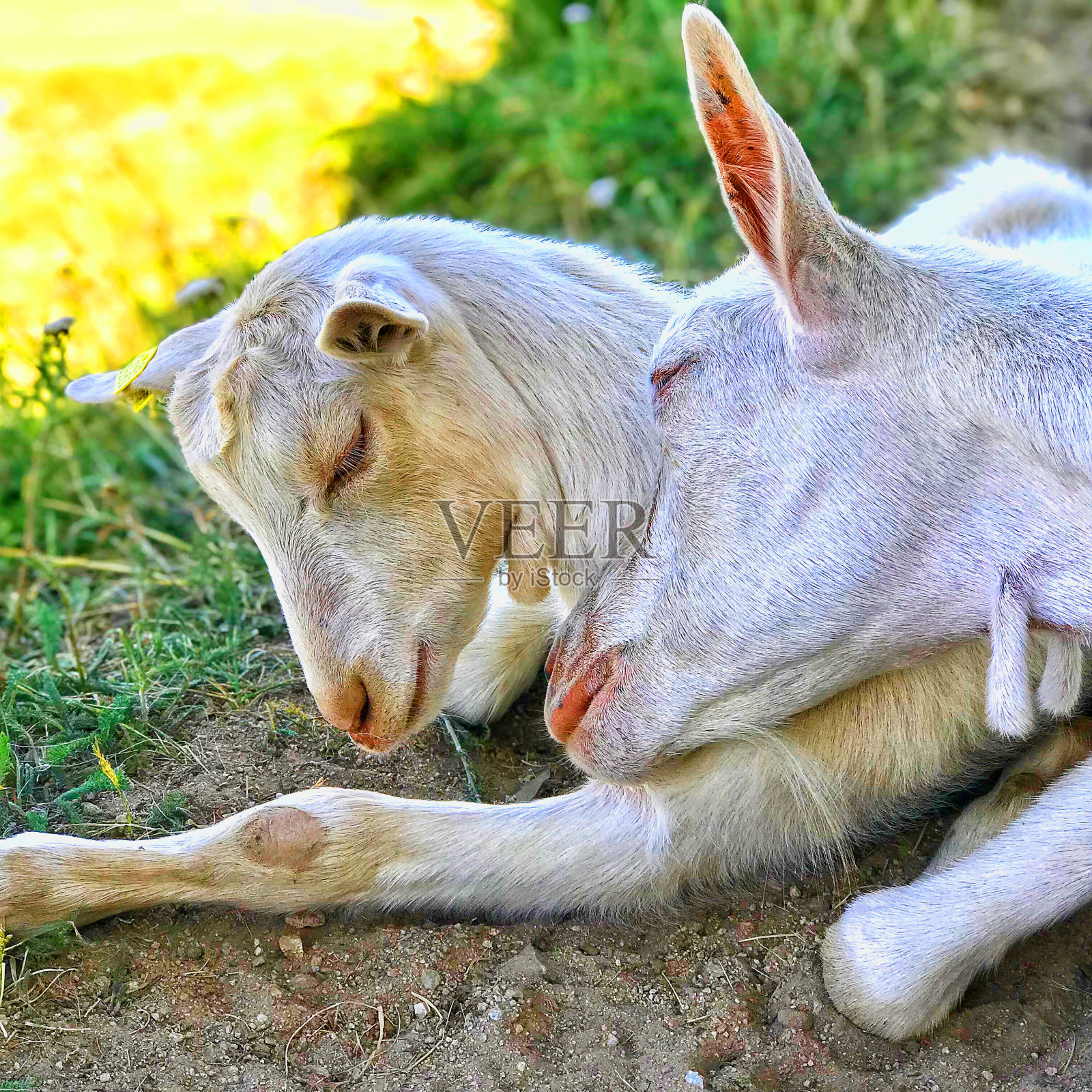 带着宝宝的山羊照片摄影图片