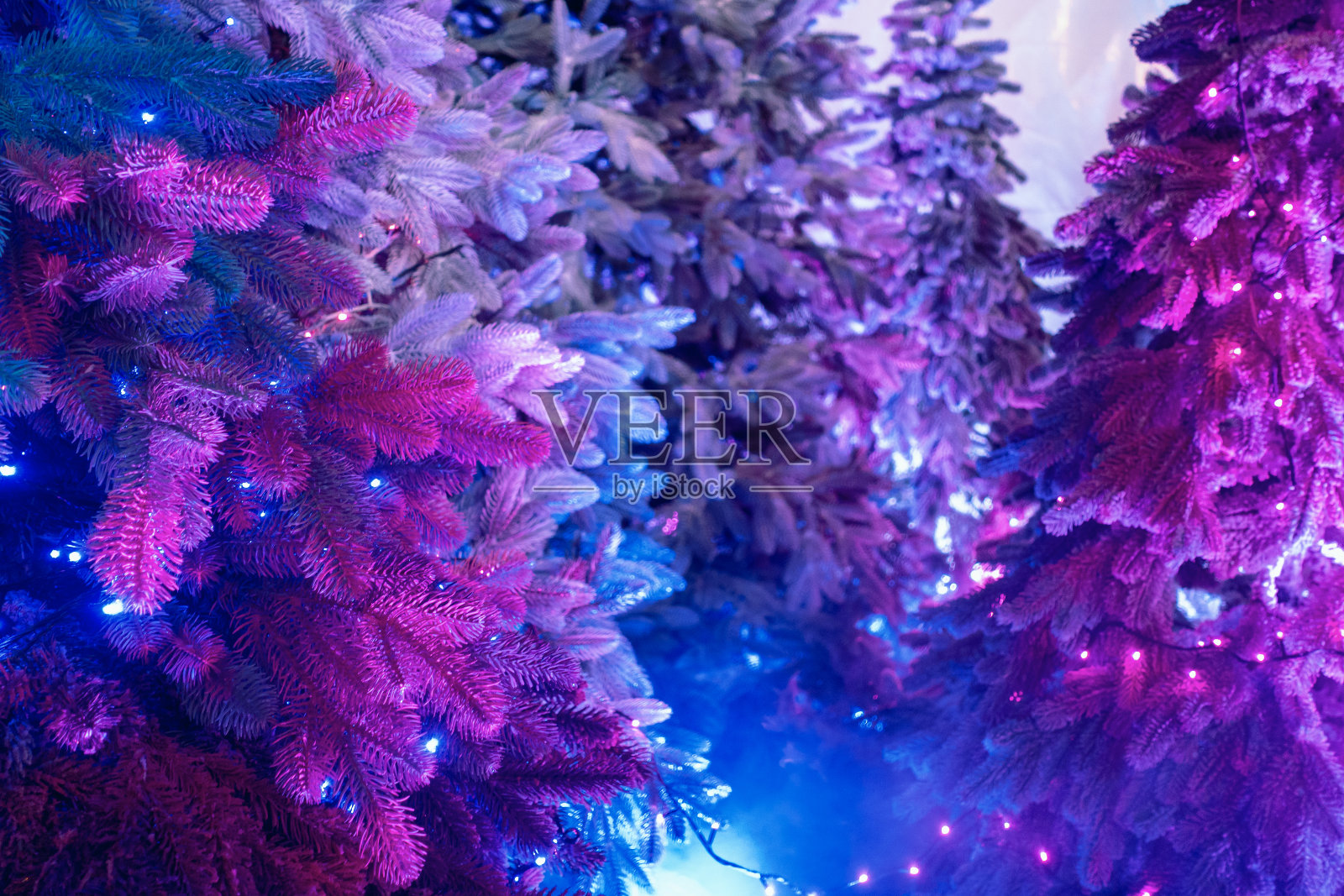 冬季树在蓝色和红色背光照片摄影图片