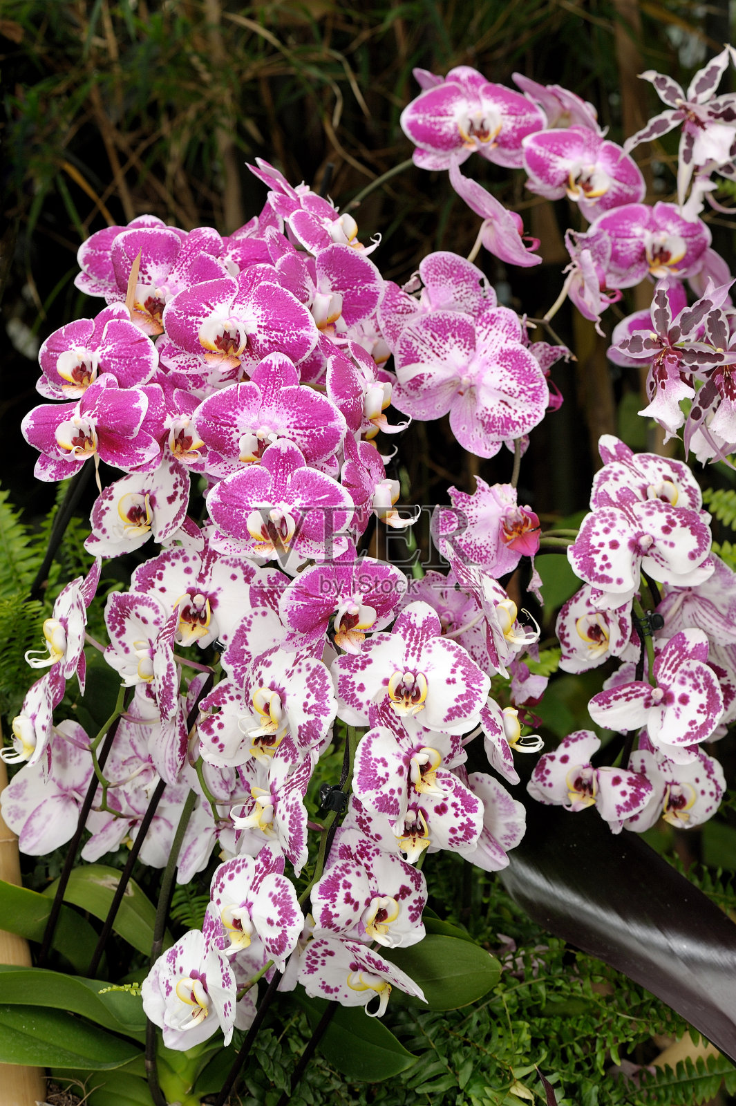 兰花照片摄影图片