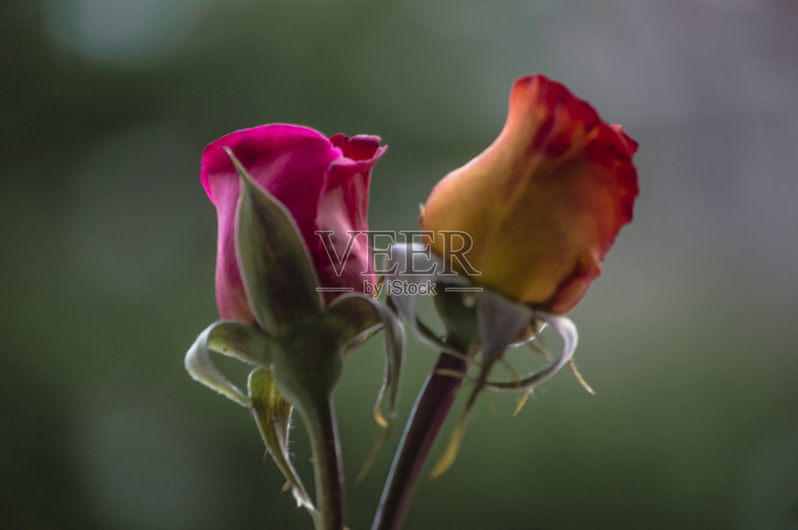 花卉及植物照片摄影图片