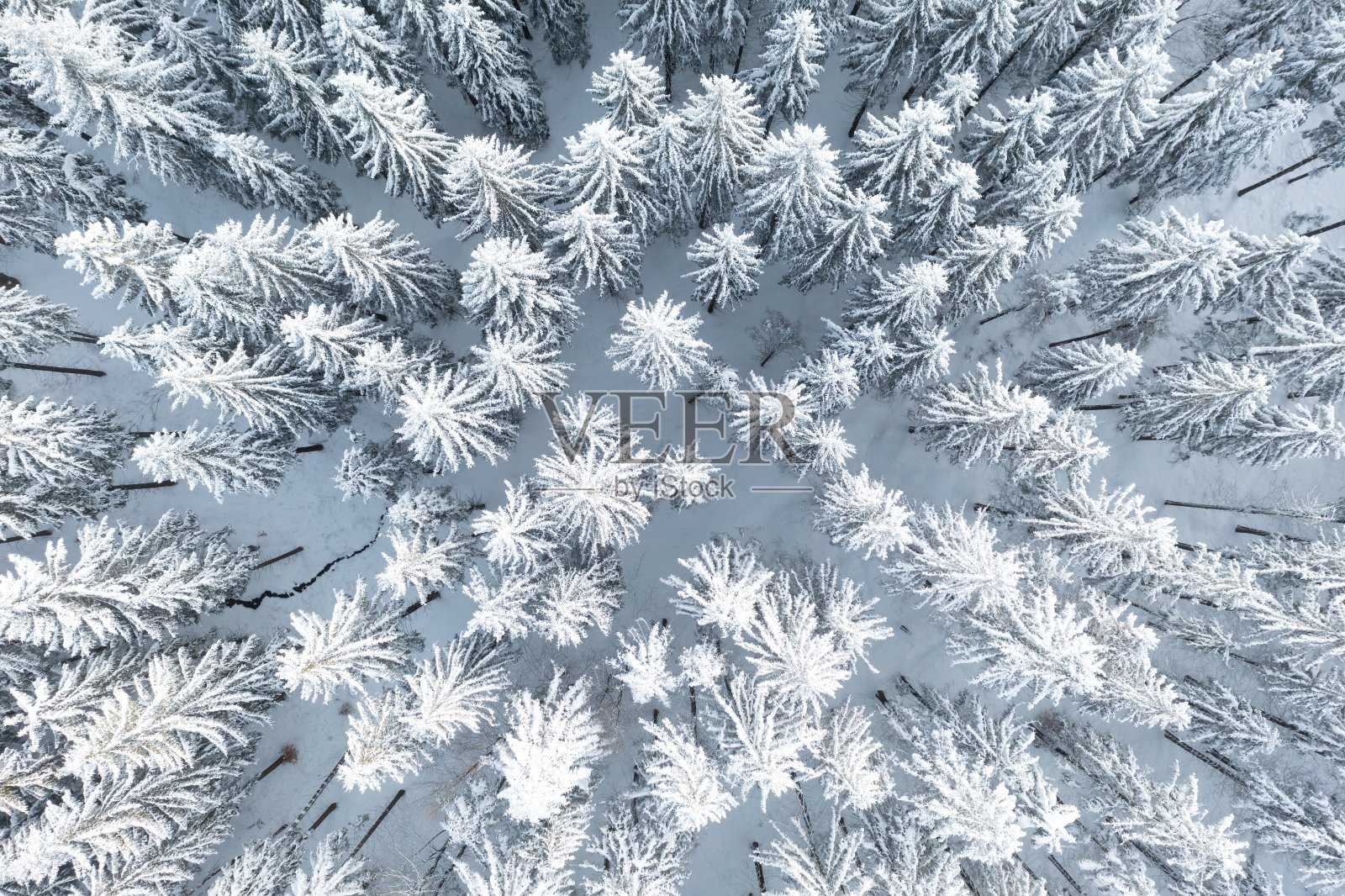 北方云杉林空中俯瞰,冬季圣诞景观照片摄影图片