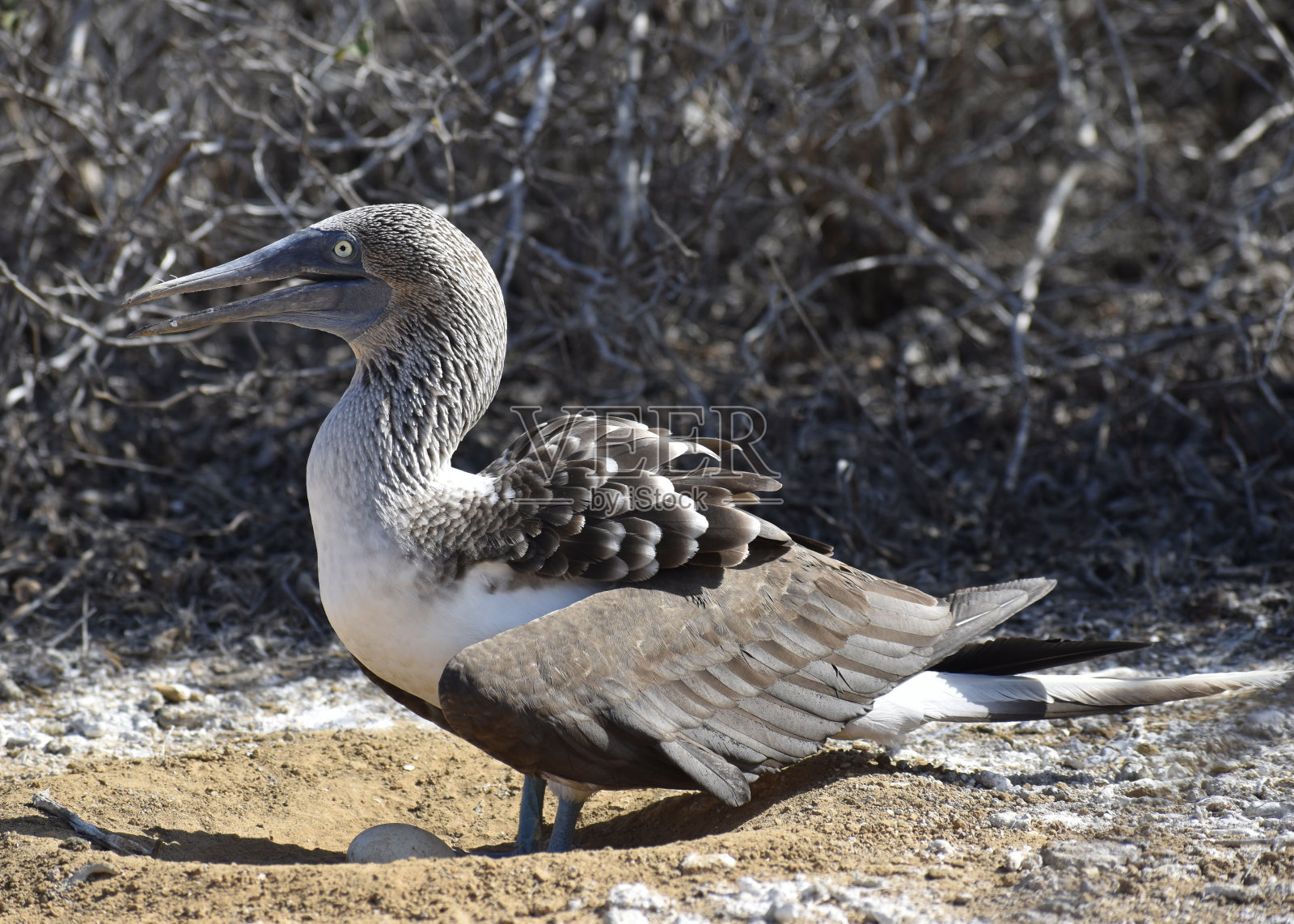 蓝脚鲣鸟在巢中照片摄影图片