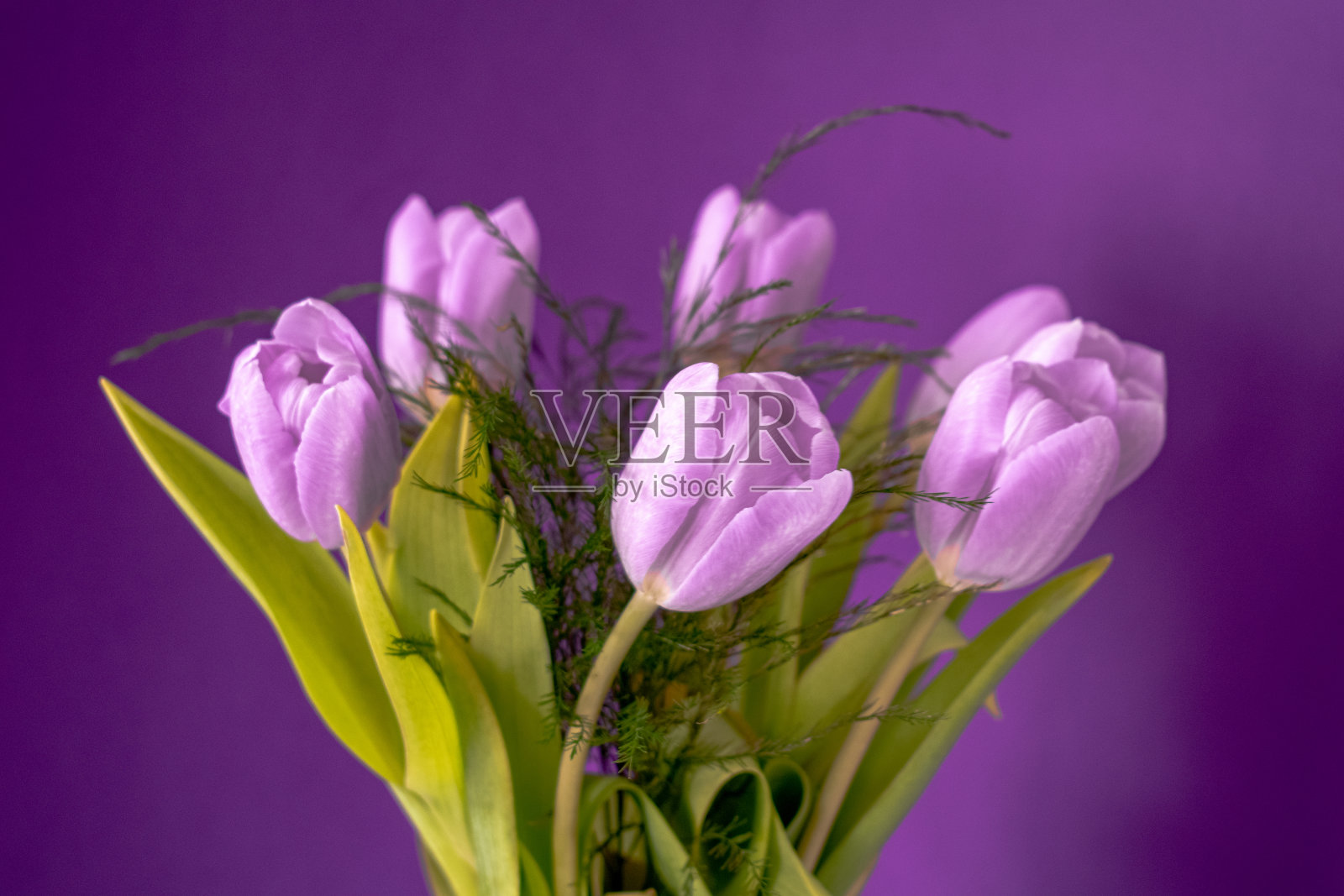 紫色郁金香的安排照片摄影图片