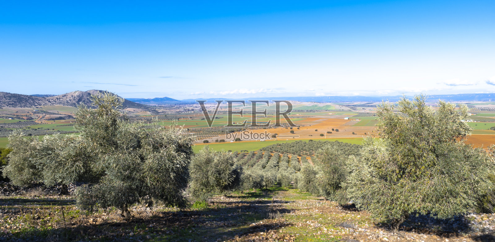 cornicabra型橄榄生态橄榄林照片摄影图片