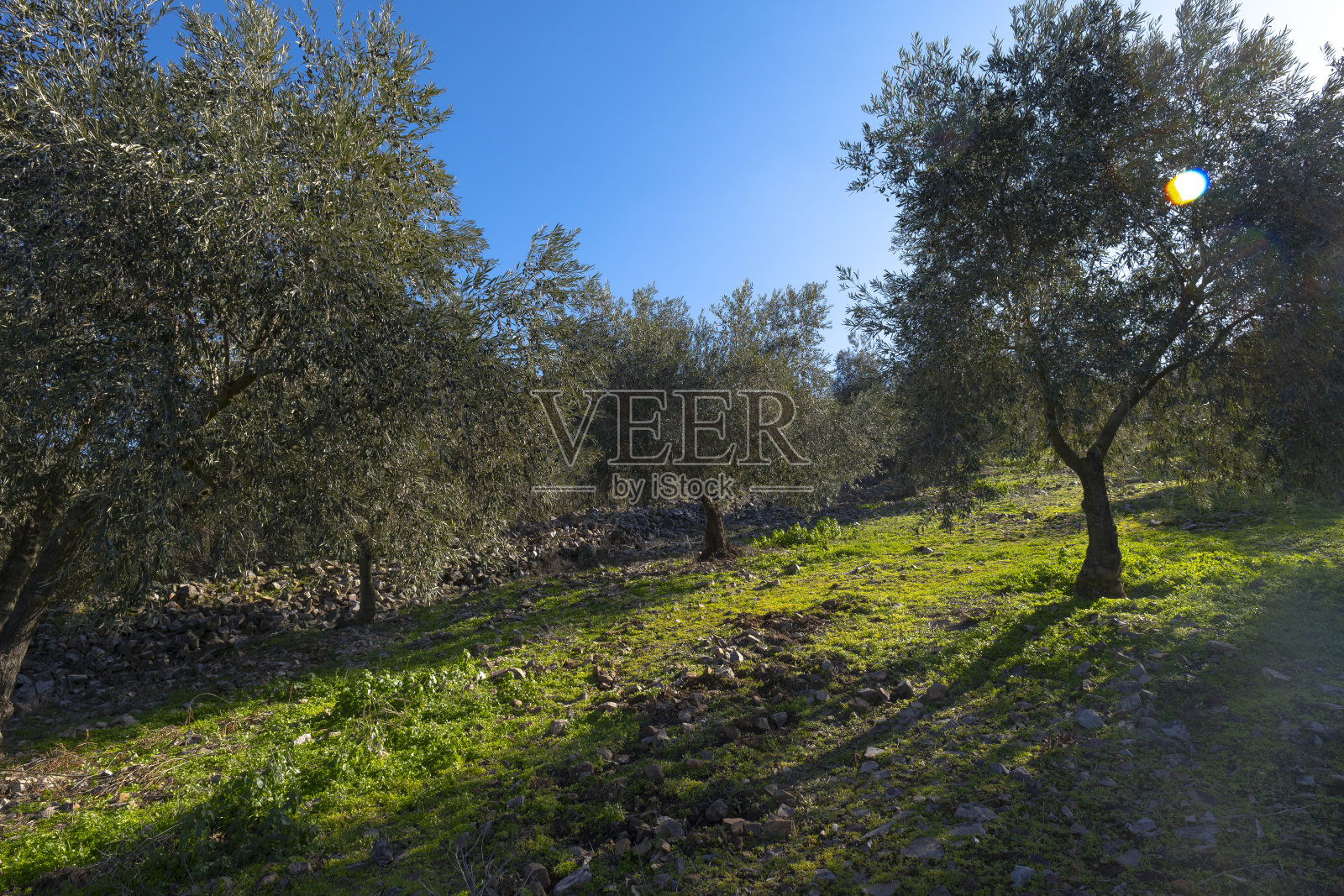 cornicabra型橄榄生态橄榄林照片摄影图片