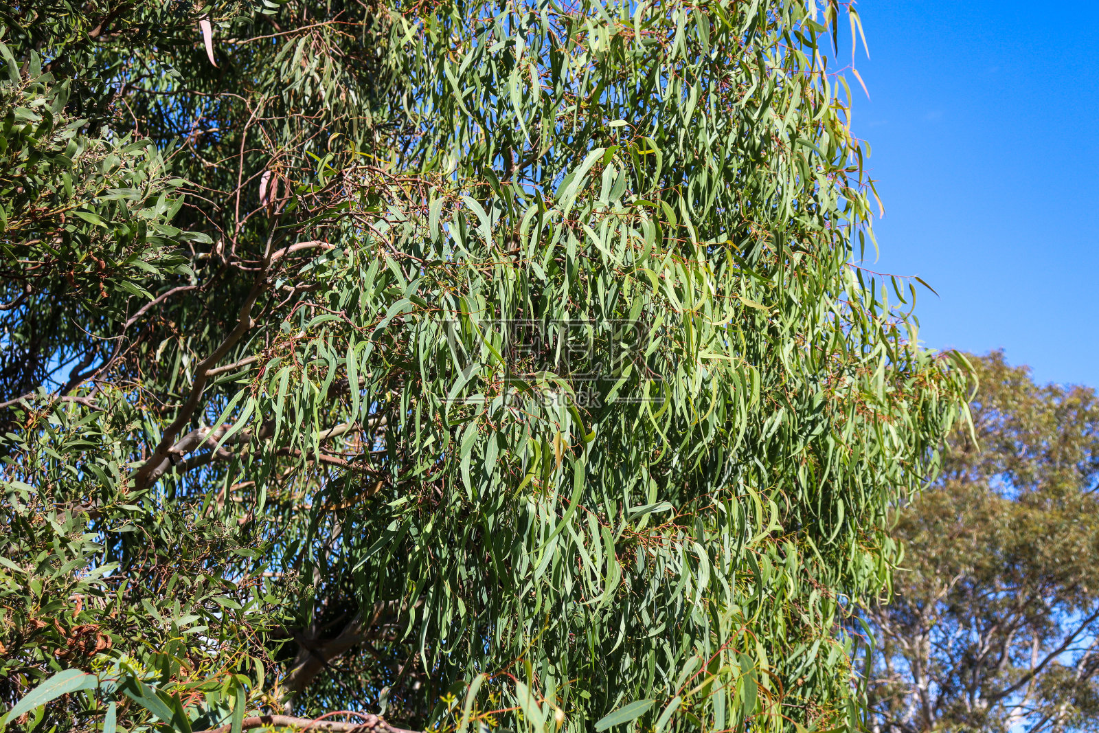 桉树的叶子衬着蓝天照片摄影图片