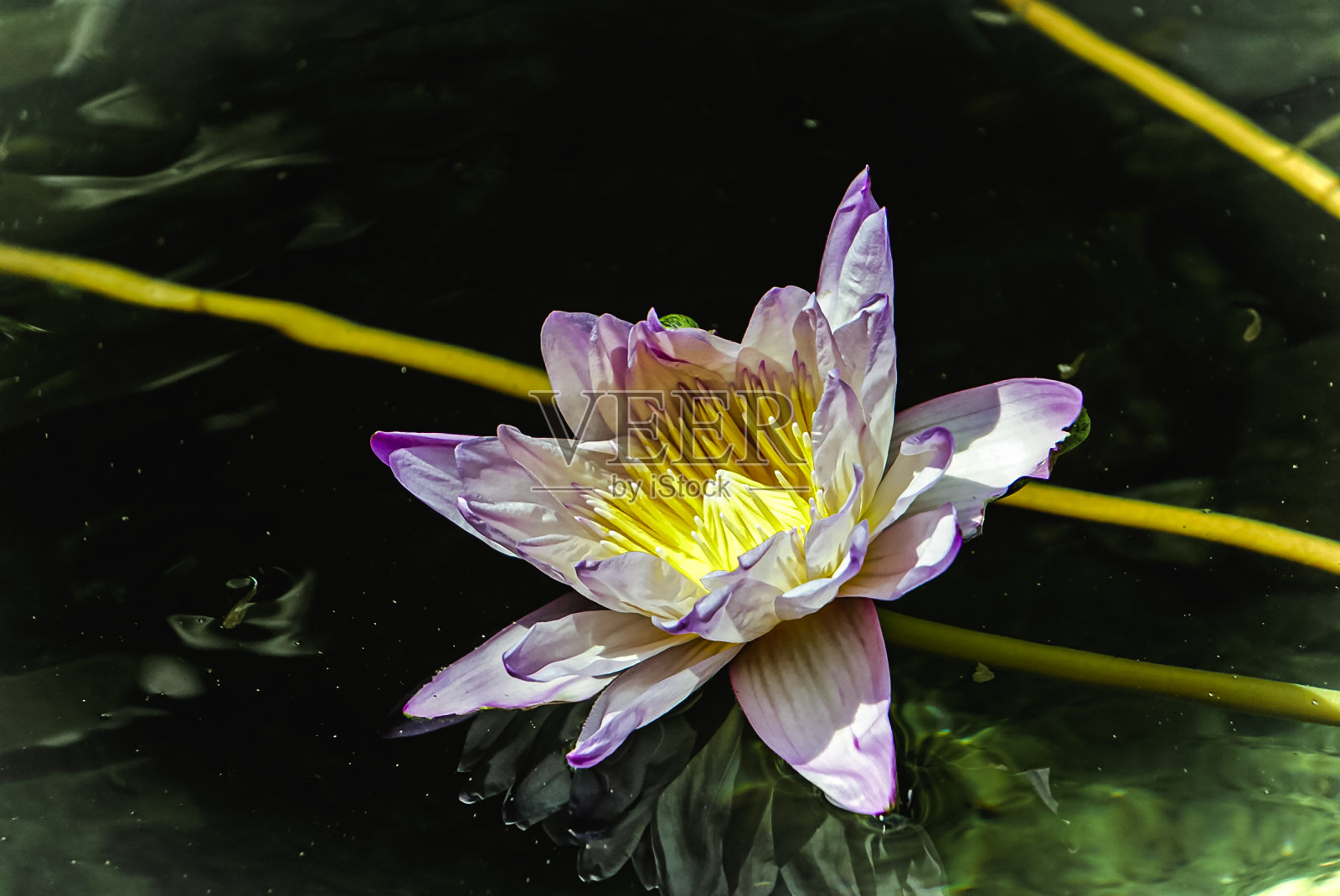 埃及的莲花照片摄影图片