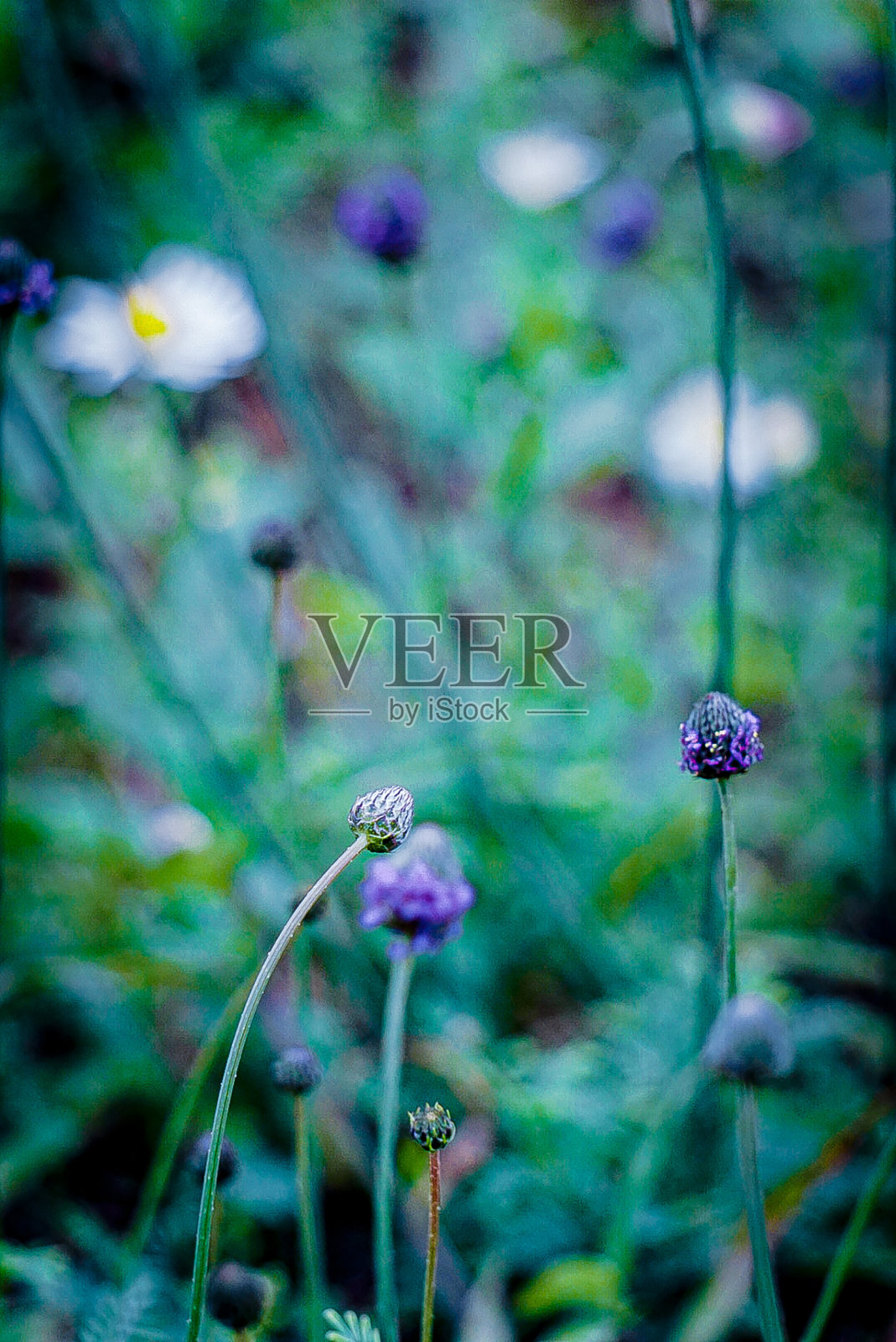 紫色的草原三叶草照片摄影图片