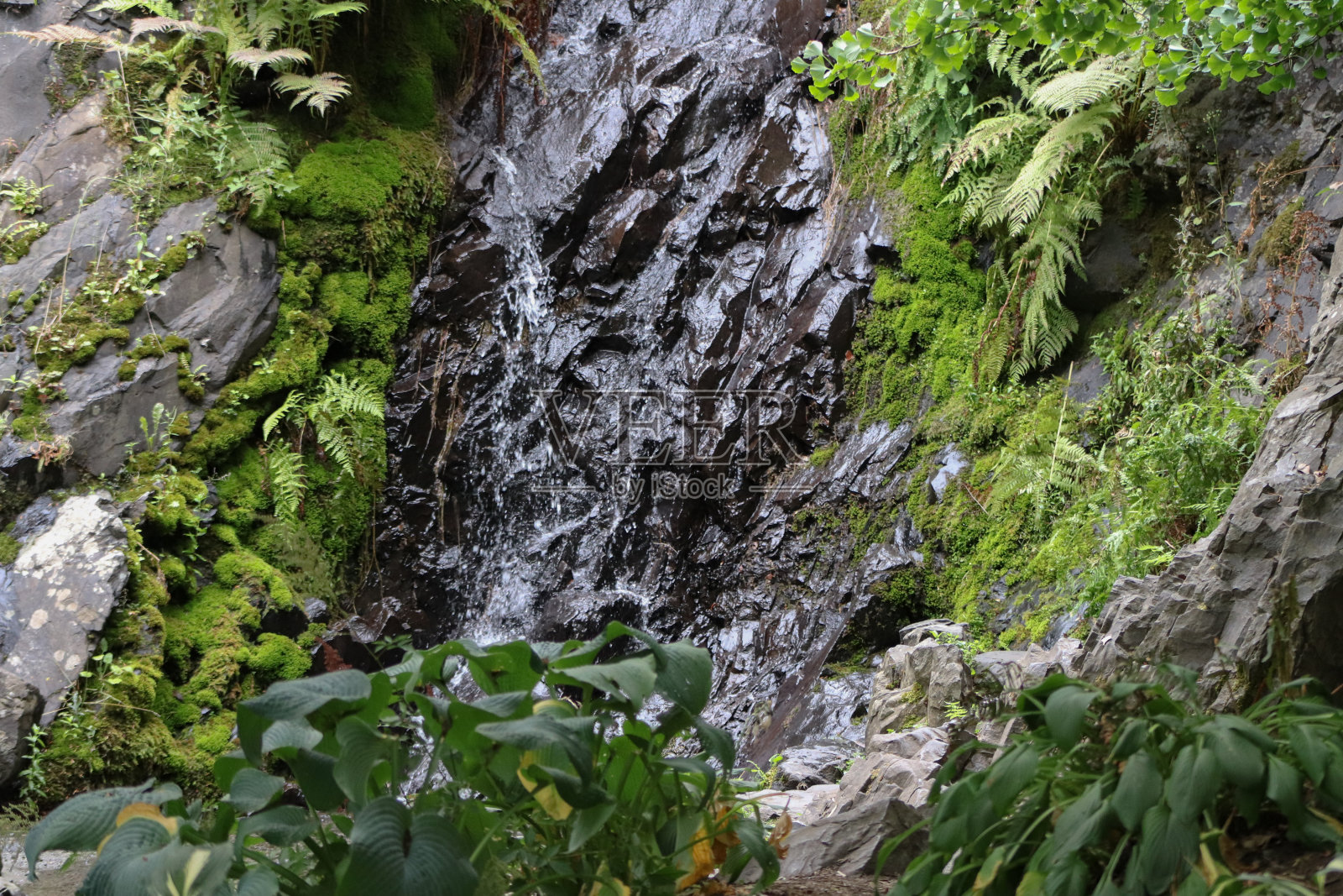花/植物照片摄影图片