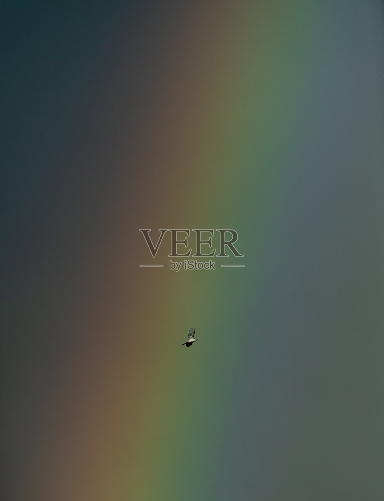 彩虹色和白鹭照片摄影图片