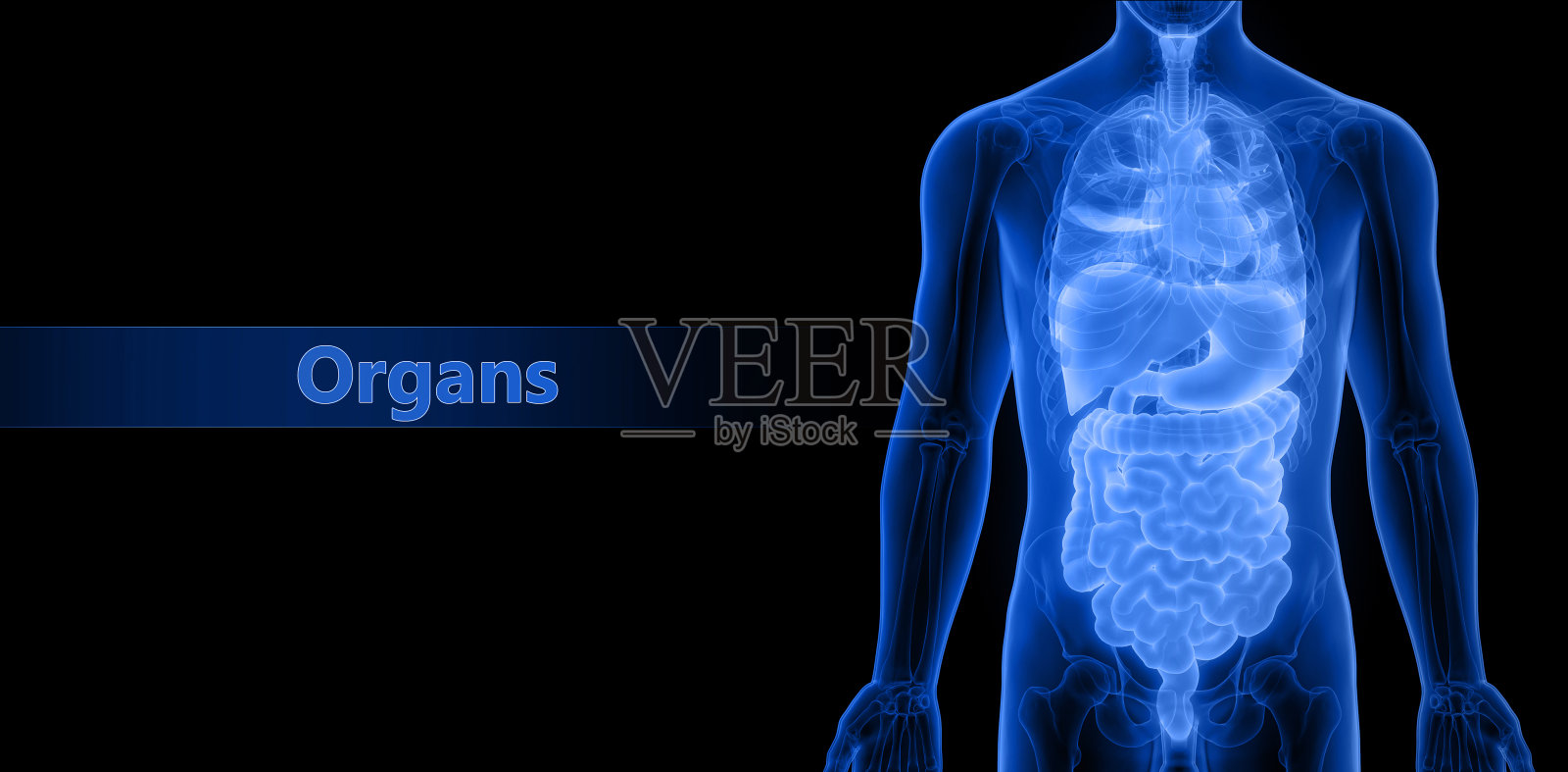 人体内脏解剖学照片摄影图片