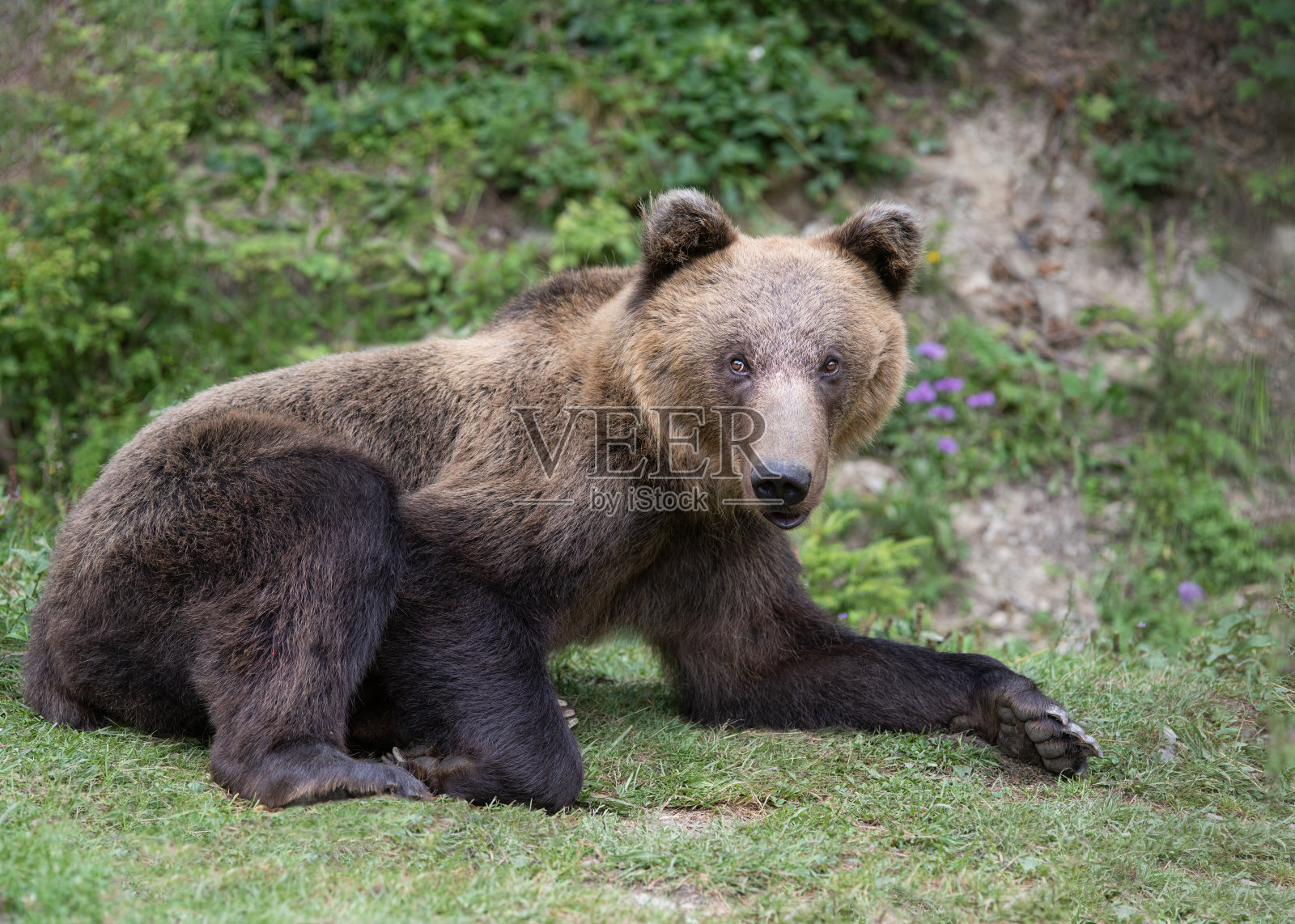 棕熊躺在森林的背景上照片摄影图片