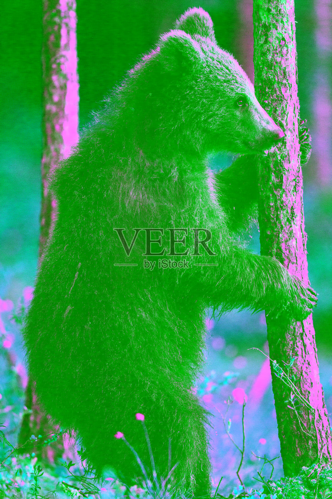 熊宝宝在春天森林的沼泽里。小熊用后腿站立。棕熊家族。学名:熊arctos。照片摄影图片