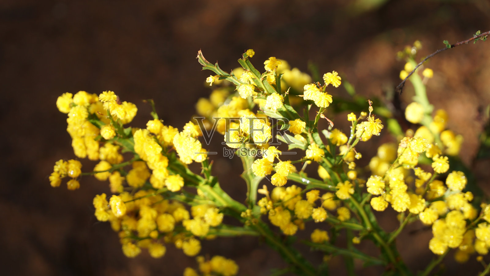 位于澳大利亚西部珀斯的芒迪国家公园的莱斯穆迪瀑布。照片摄影图片