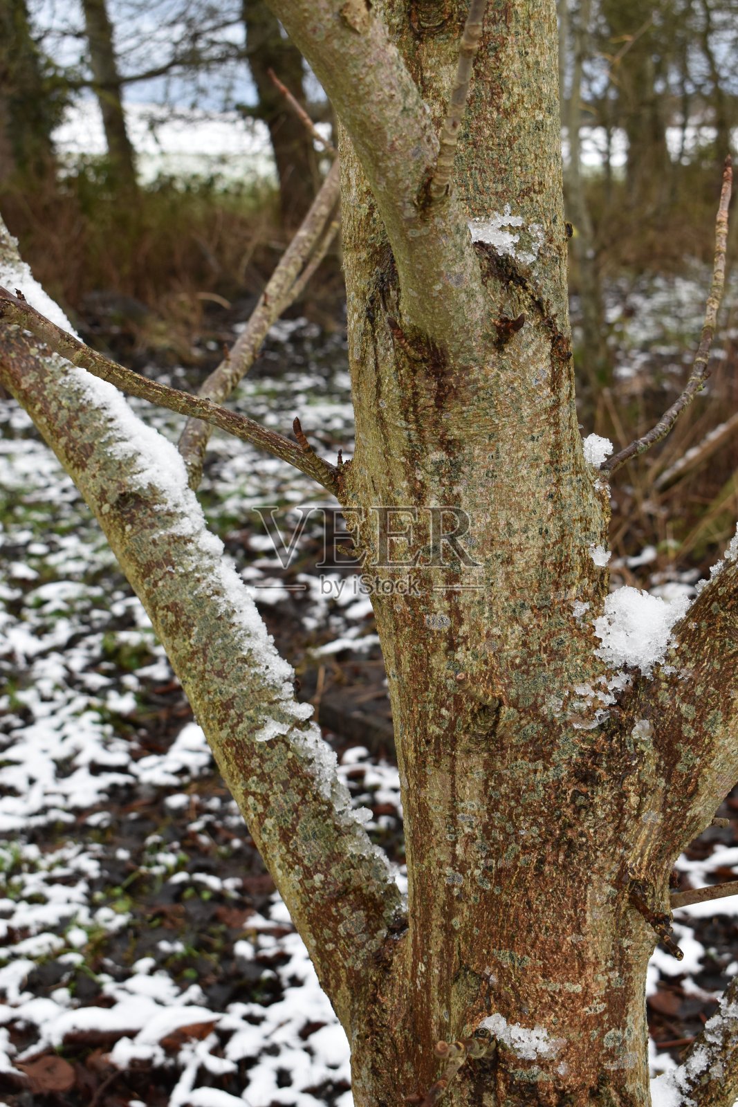 融雪——流水顺着长满青苔的树干流下来。照片摄影图片