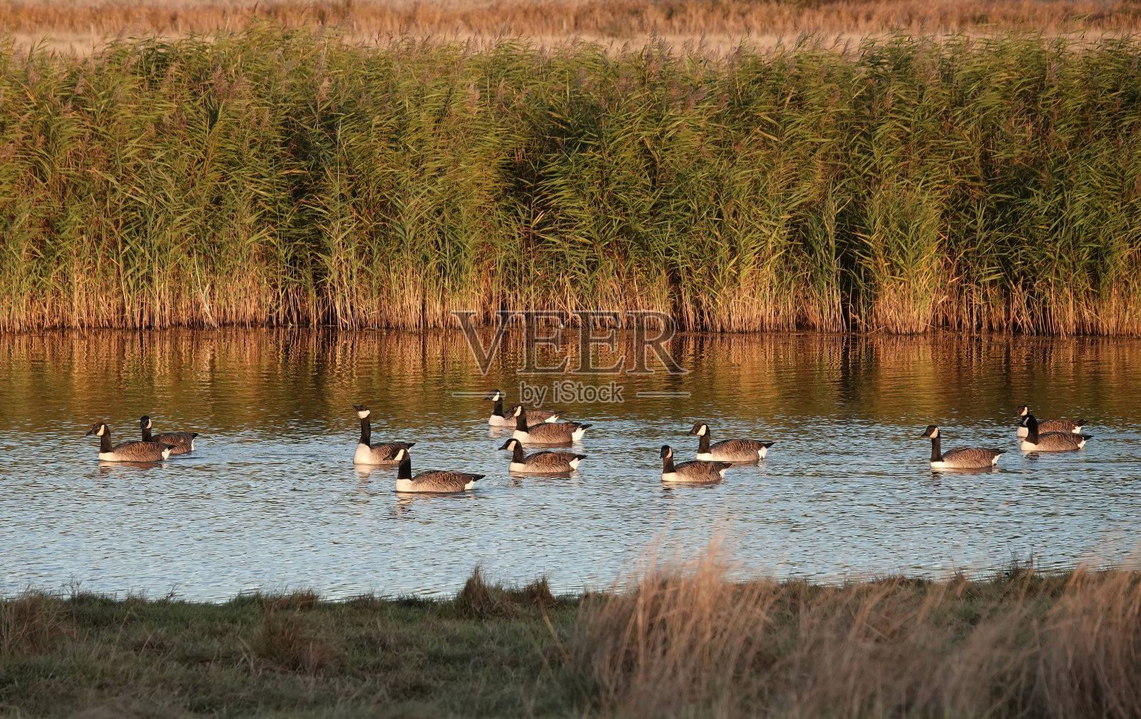 这是一张可爱的照片,在午后的阳光下,一群加拿大鹅在湿地自然保护区游泳。照片摄影图片