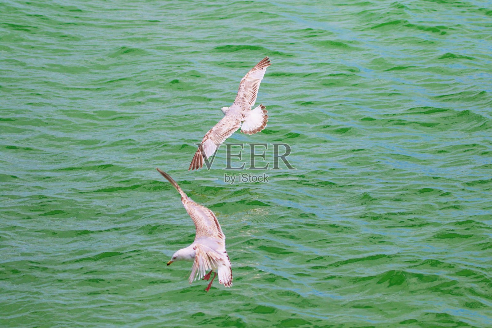 绿色的水面上银色的海鸥照片摄影图片