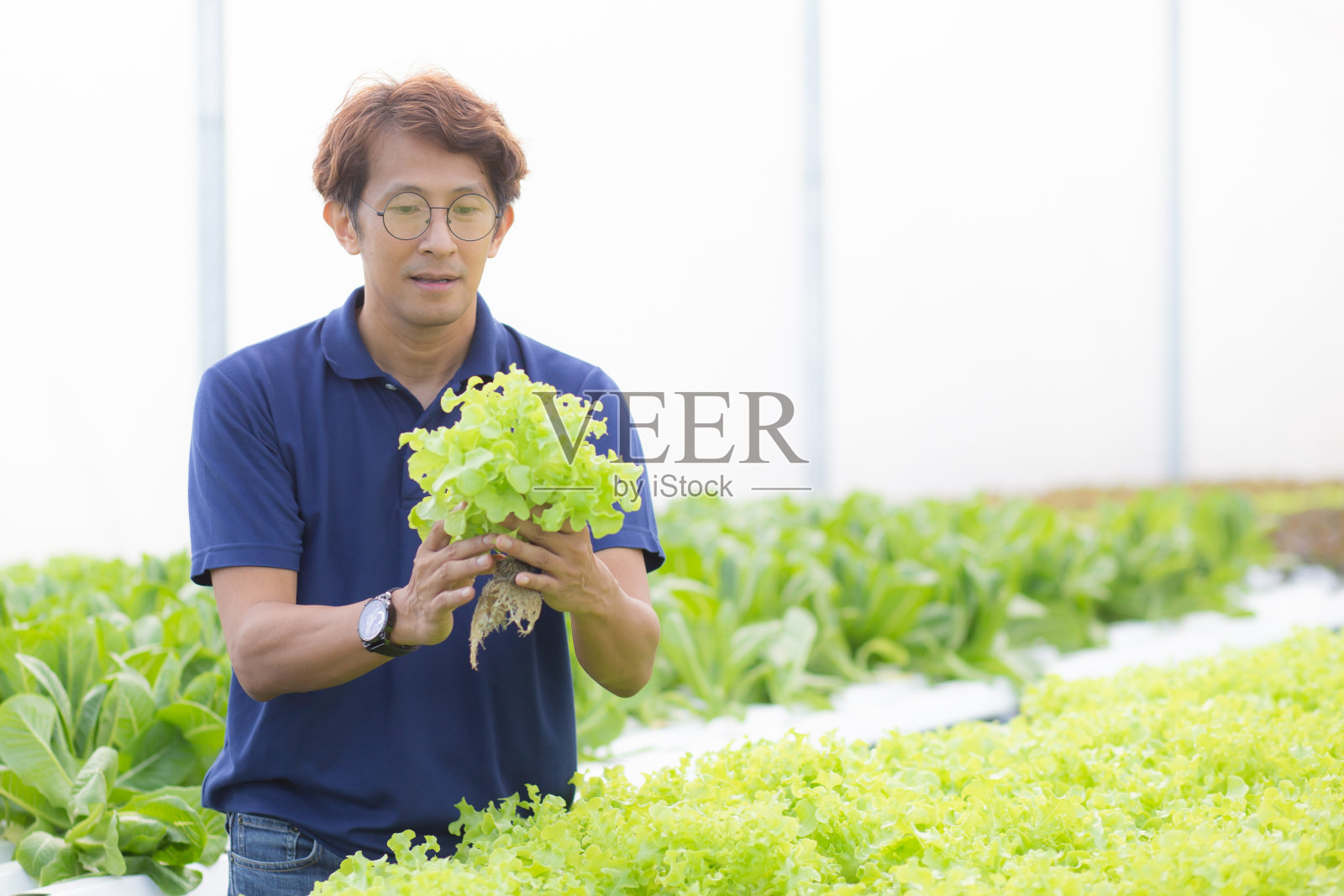 年轻的亚洲男子在水培系统蔬菜有机生菜农场工作,男性是收获农业在温室,企业家检查农田和工业在种植园,一人。照片摄影图片