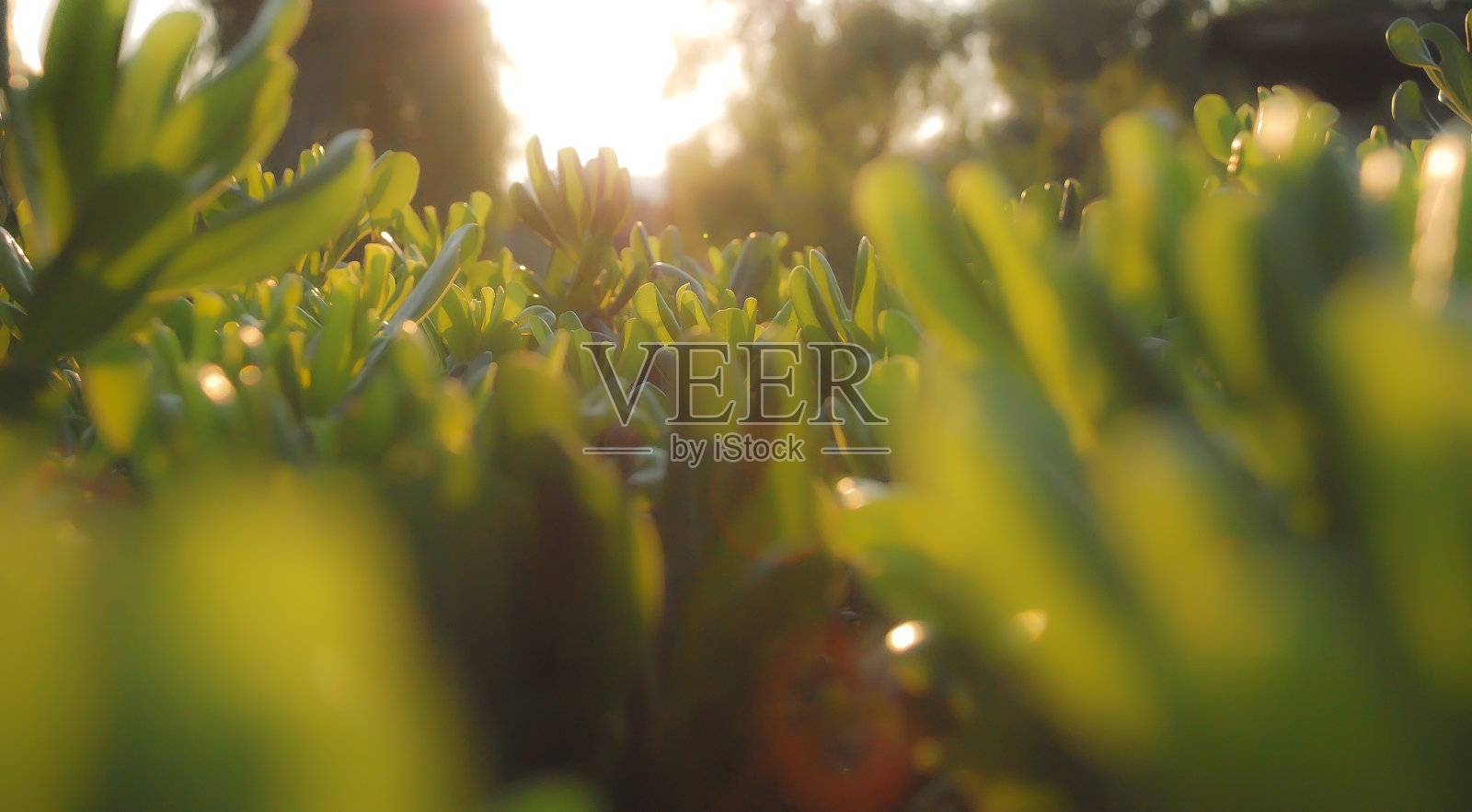 温柔的阳光。照片摄影图片