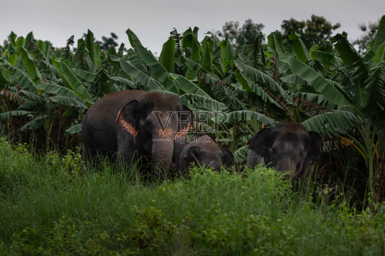 野生大象,印度照片摄影图片
