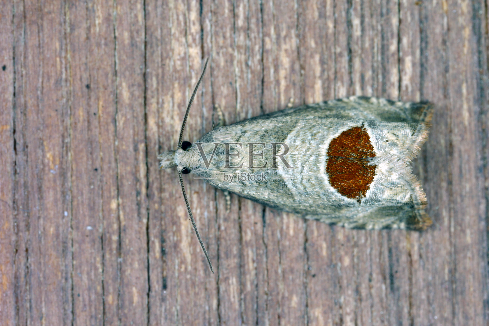 Notocelia uddmanniana是一种蛾科的蛾子,幼虫,毛虫以树莓为食,树莓害虫。照片摄影图片