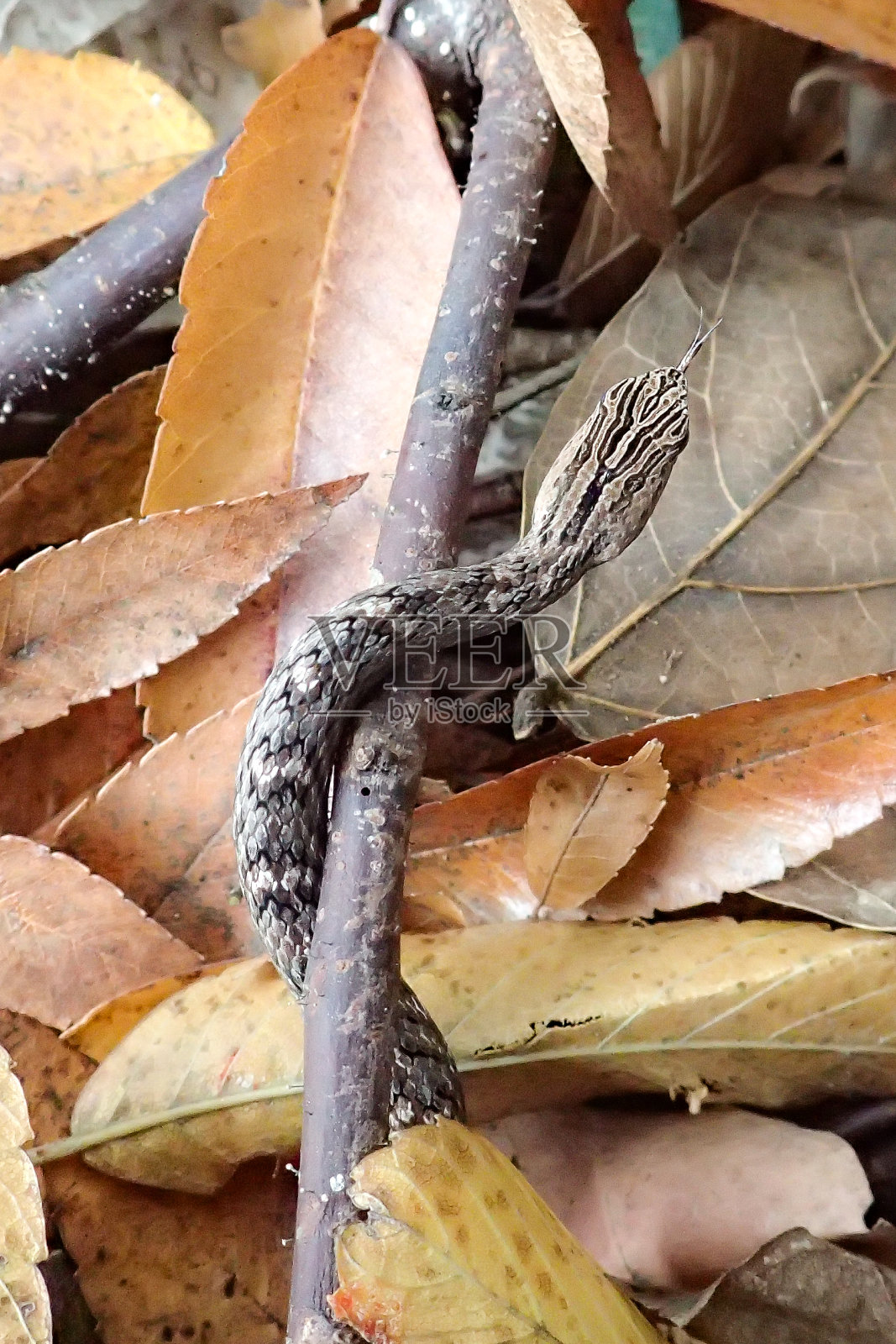 茶斑蛇砂磨粉照片摄影图片