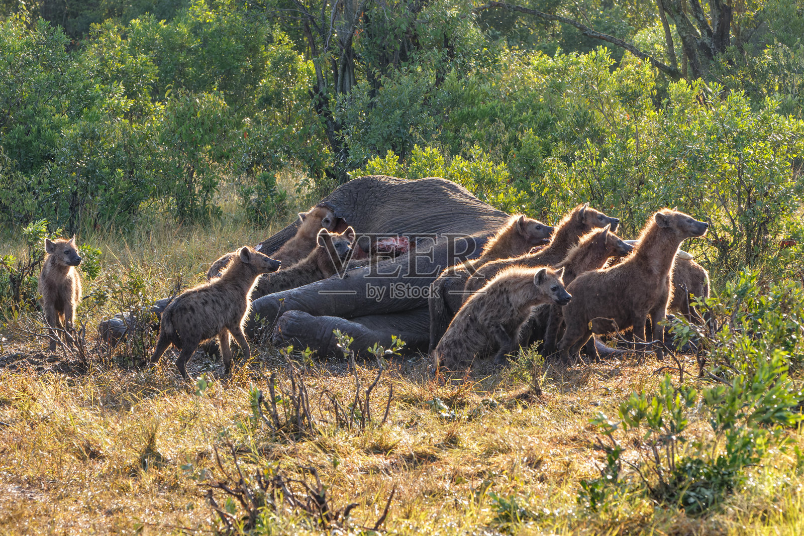 有斑点的鬣狗在马赛马拉国家保护区吃东西照片摄影图片