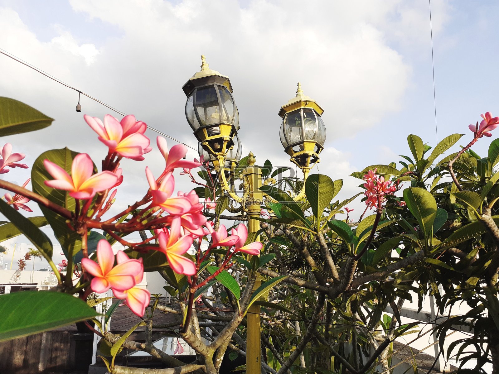 布鲁姆的花照片摄影图片