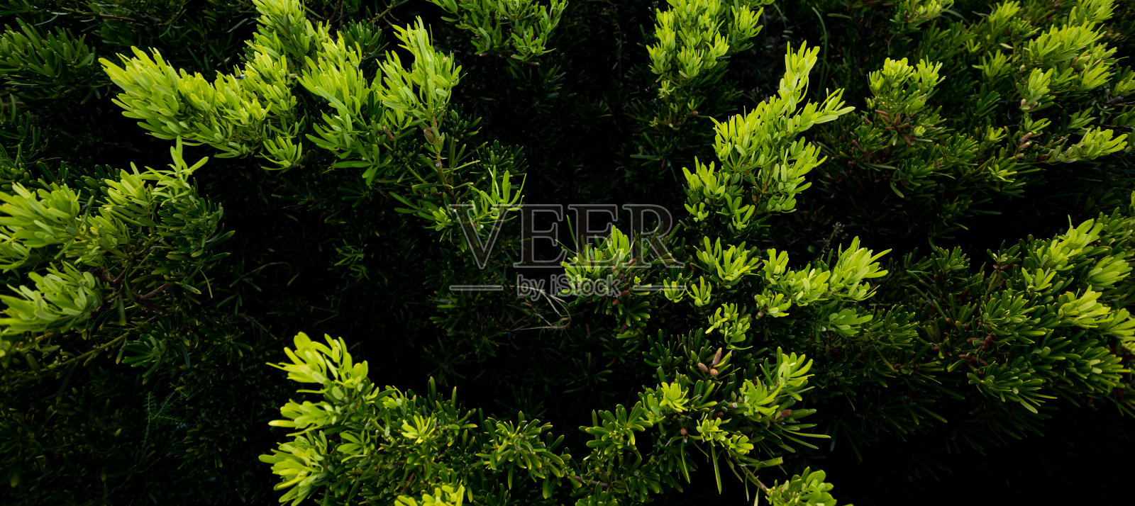 关闭叶片自然背景照片摄影图片