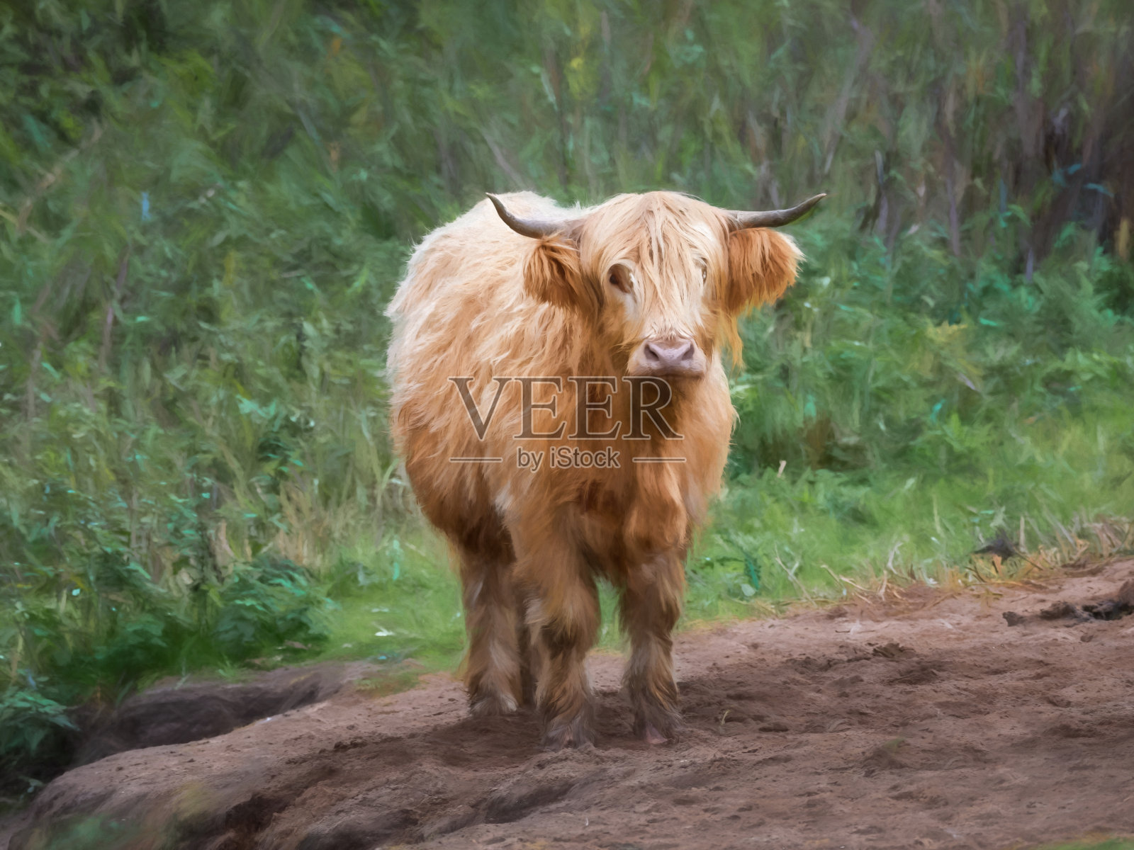 在一个自然的乡村环境中,一个美丽的有角的高原奶牛的数字绘画。照片摄影图片