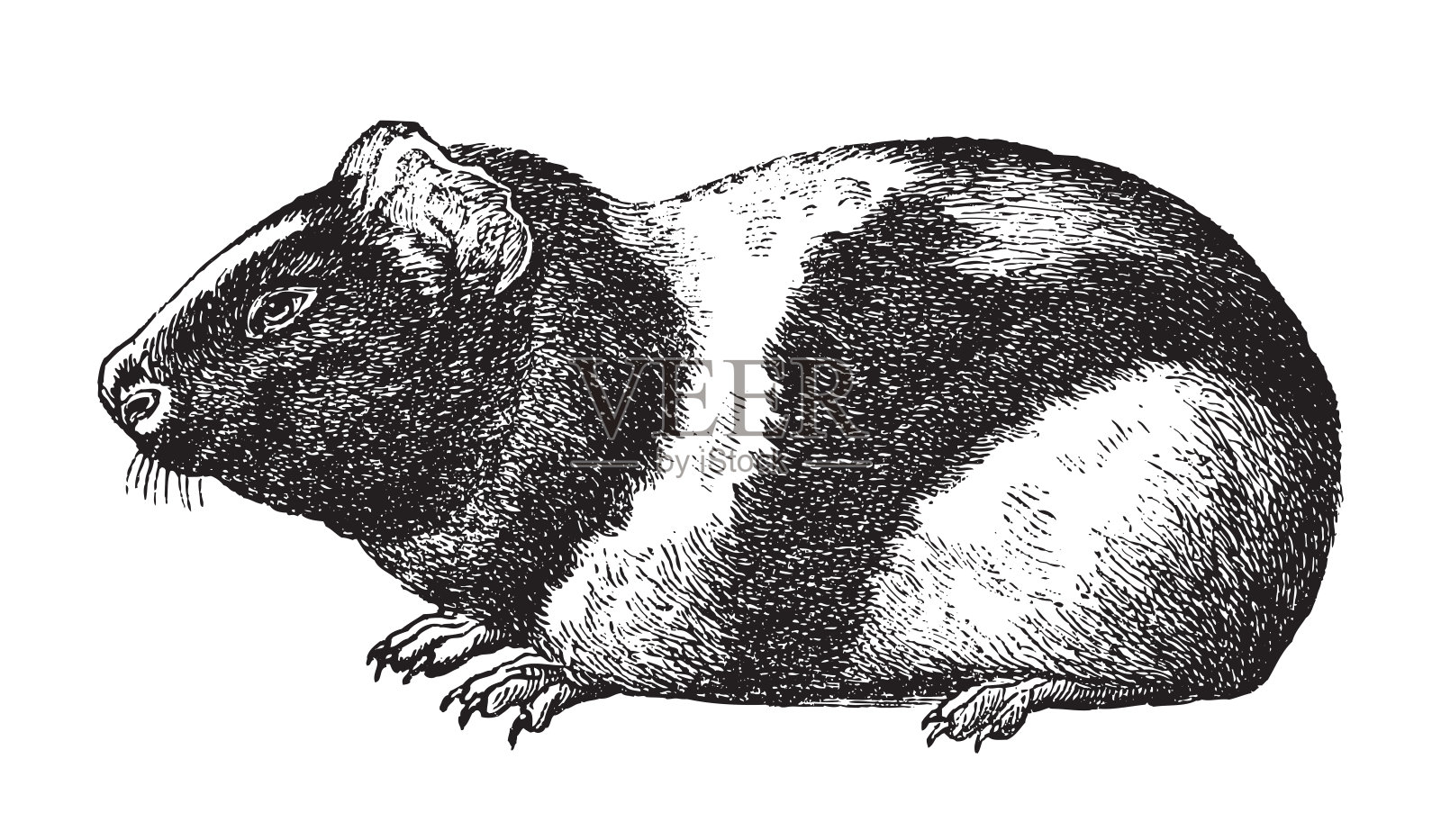 豚鼠或家养豚鼠(Cavia瓷器)-老式雕刻插图设计元素图片