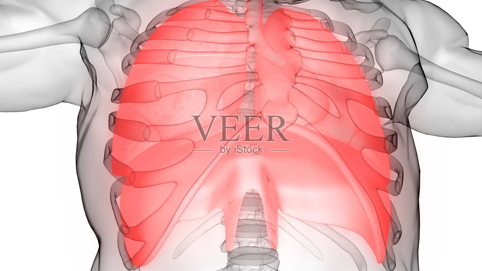 人体呼吸系统肺与隔膜解剖照片摄影图片