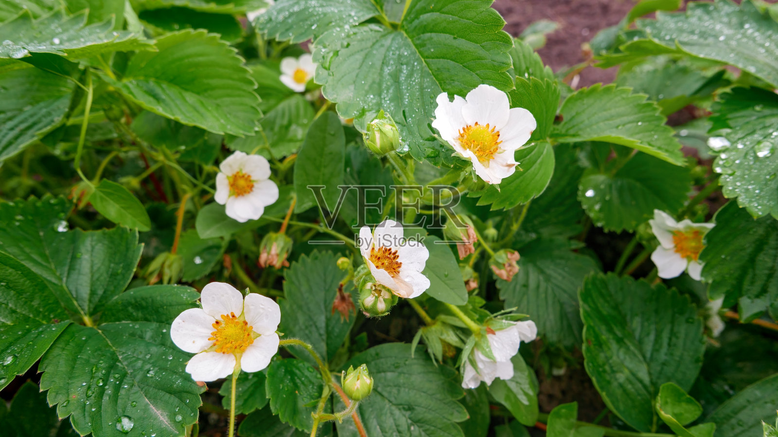 花园里种植的有机草莓的花朵和绿叶照片摄影图片