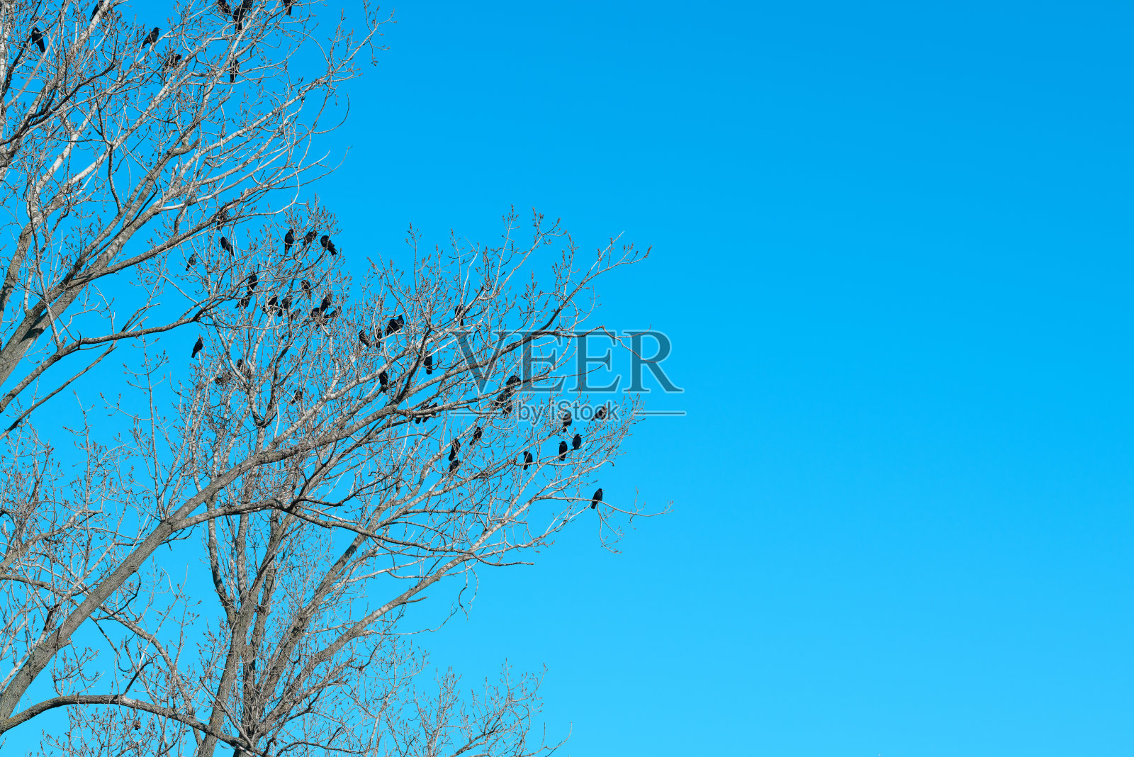 一群黑乌鸦(乌鸦冠)在树上照片摄影图片