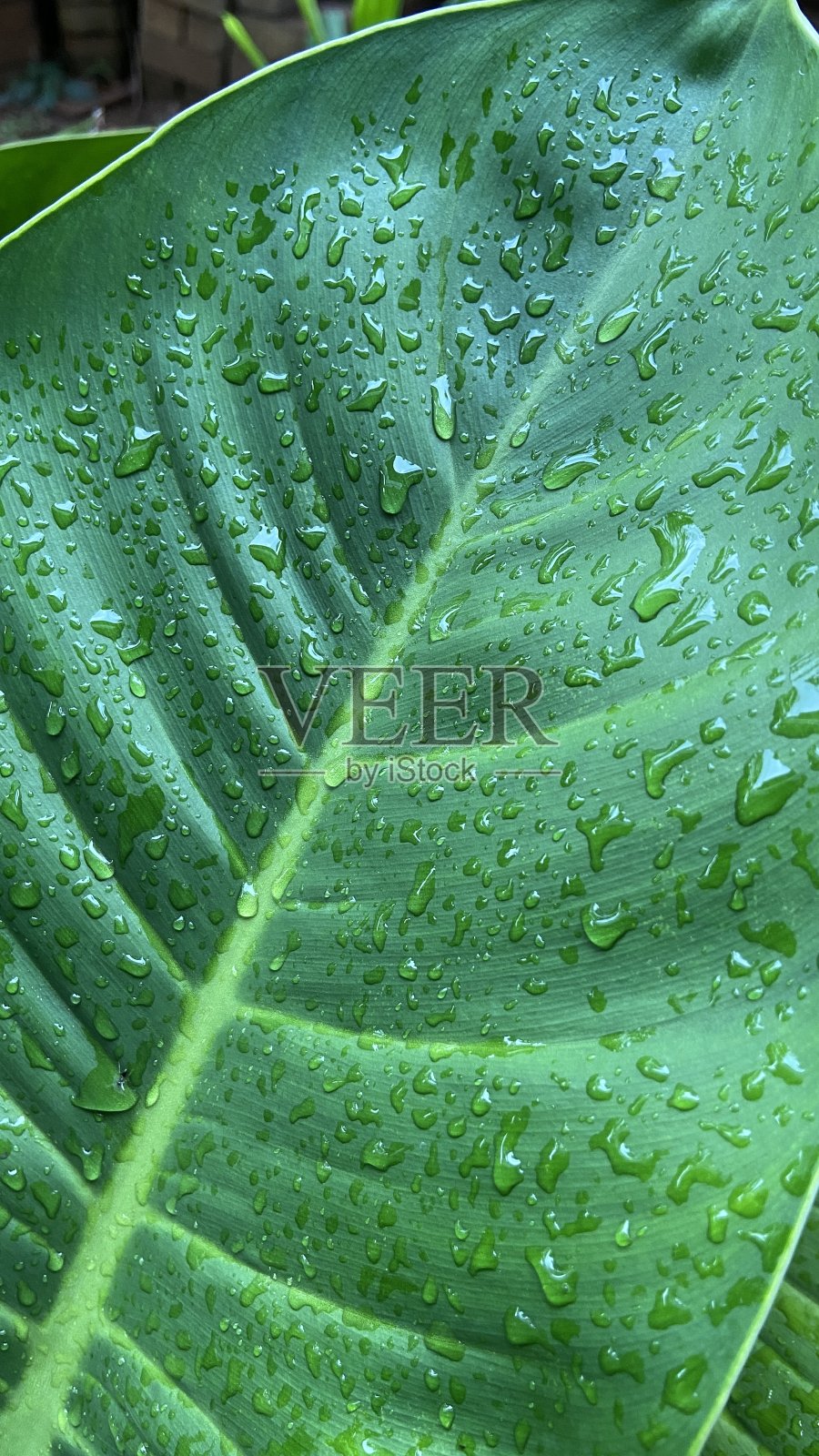 树叶上的露珠照片摄影图片