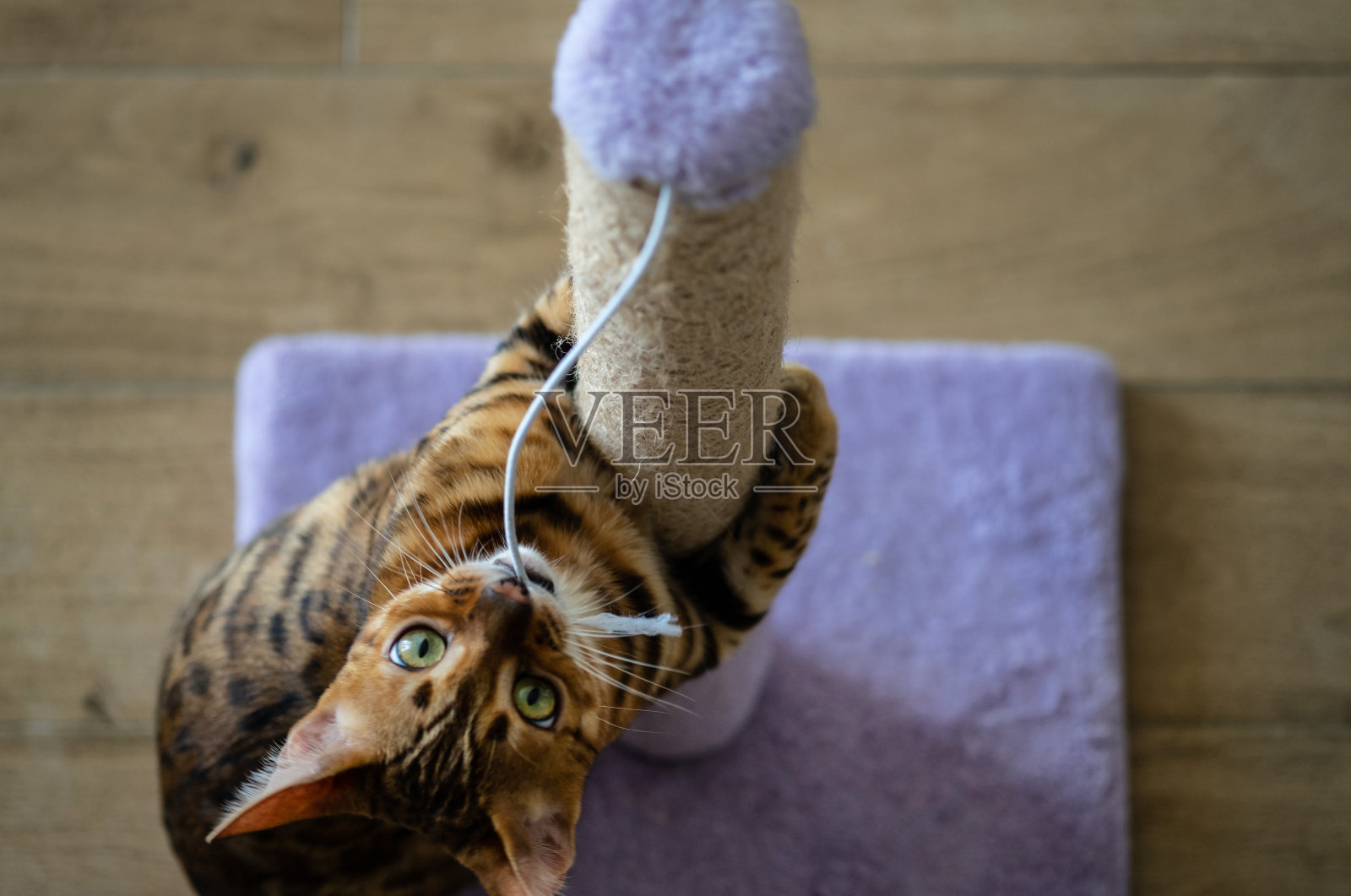 孟加拉猫在小猫身上玩抓柱子照片摄影图片