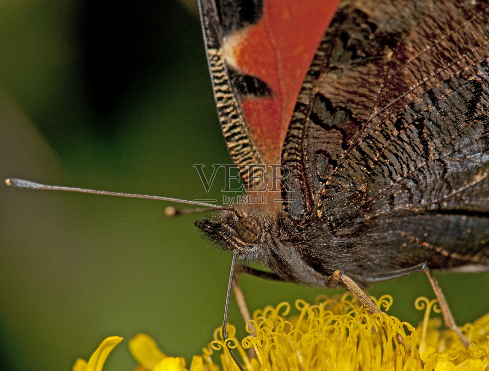 孔雀,我。照片摄影图片