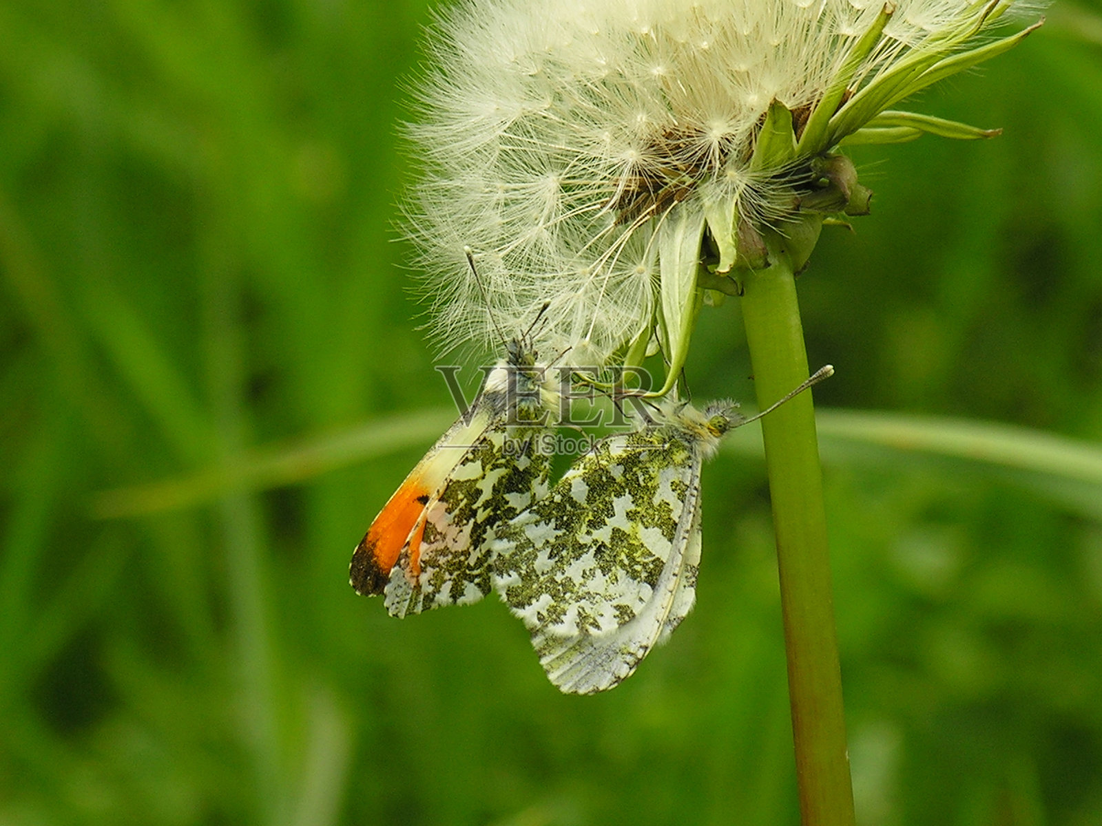 交配橙色尖端,Anthocharis cardamines。照片摄影图片