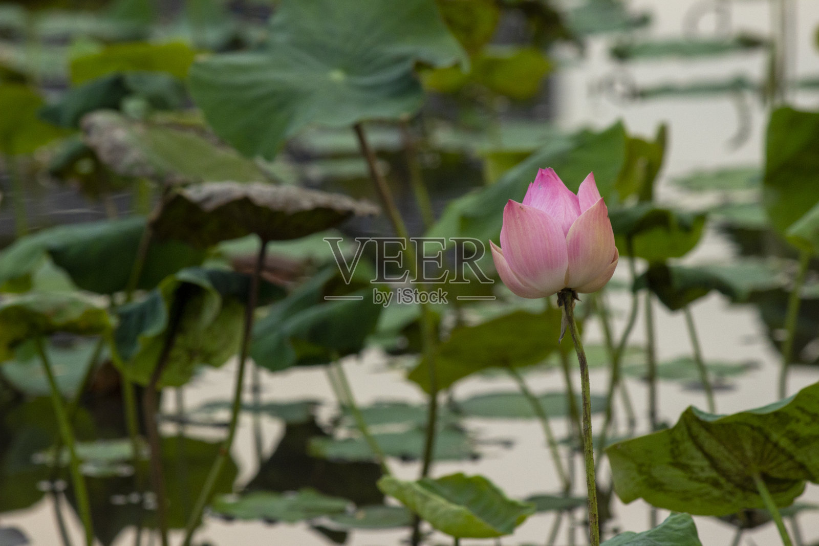 粉红色的莲花照片摄影图片