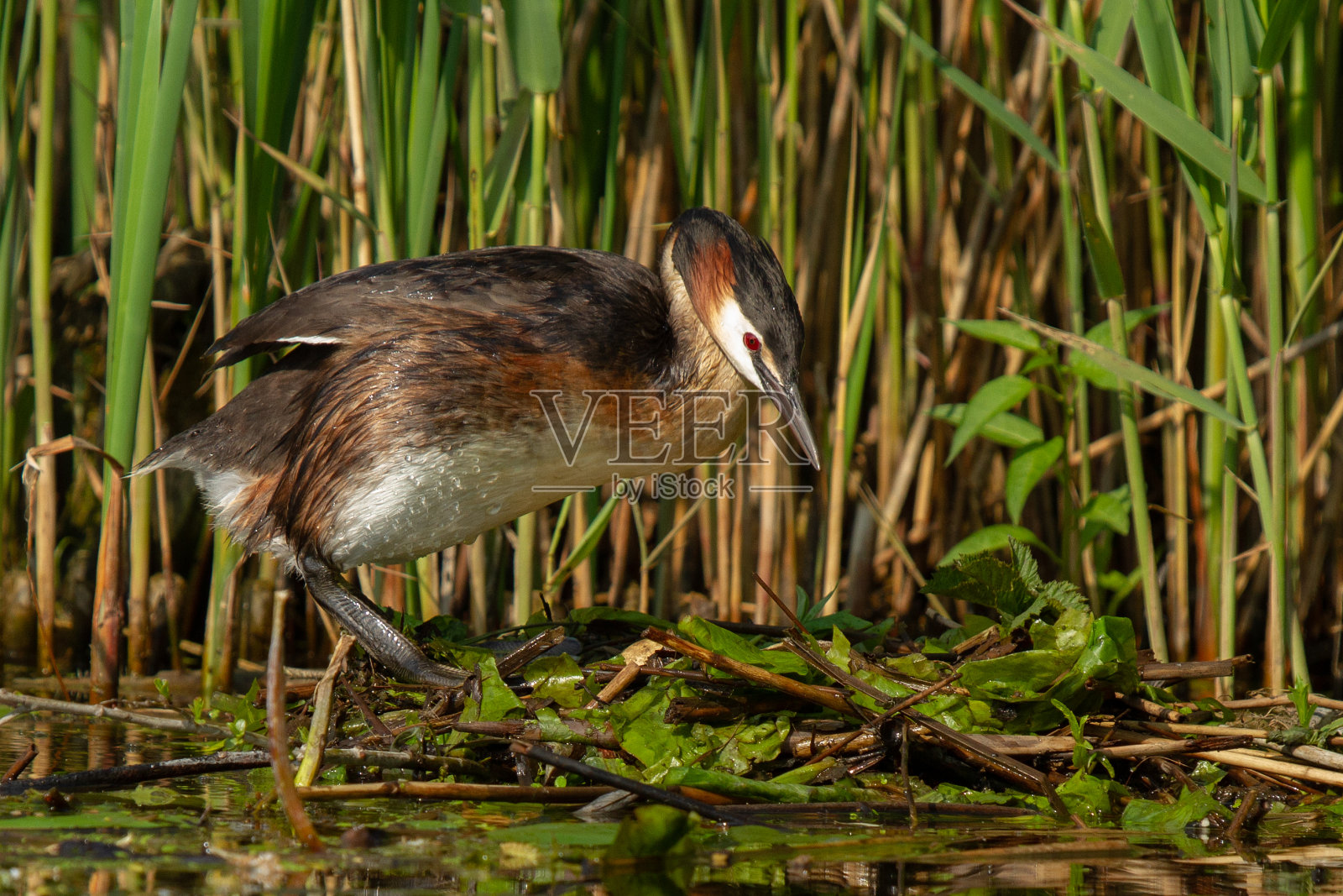 一只巨大的凤冠鸊鷉在巢里照片摄影图片