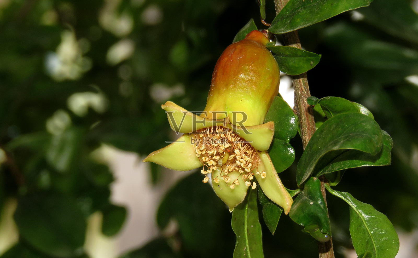 树上的石榴蓓蕾,花粉粒的细枝末节照片摄影图片