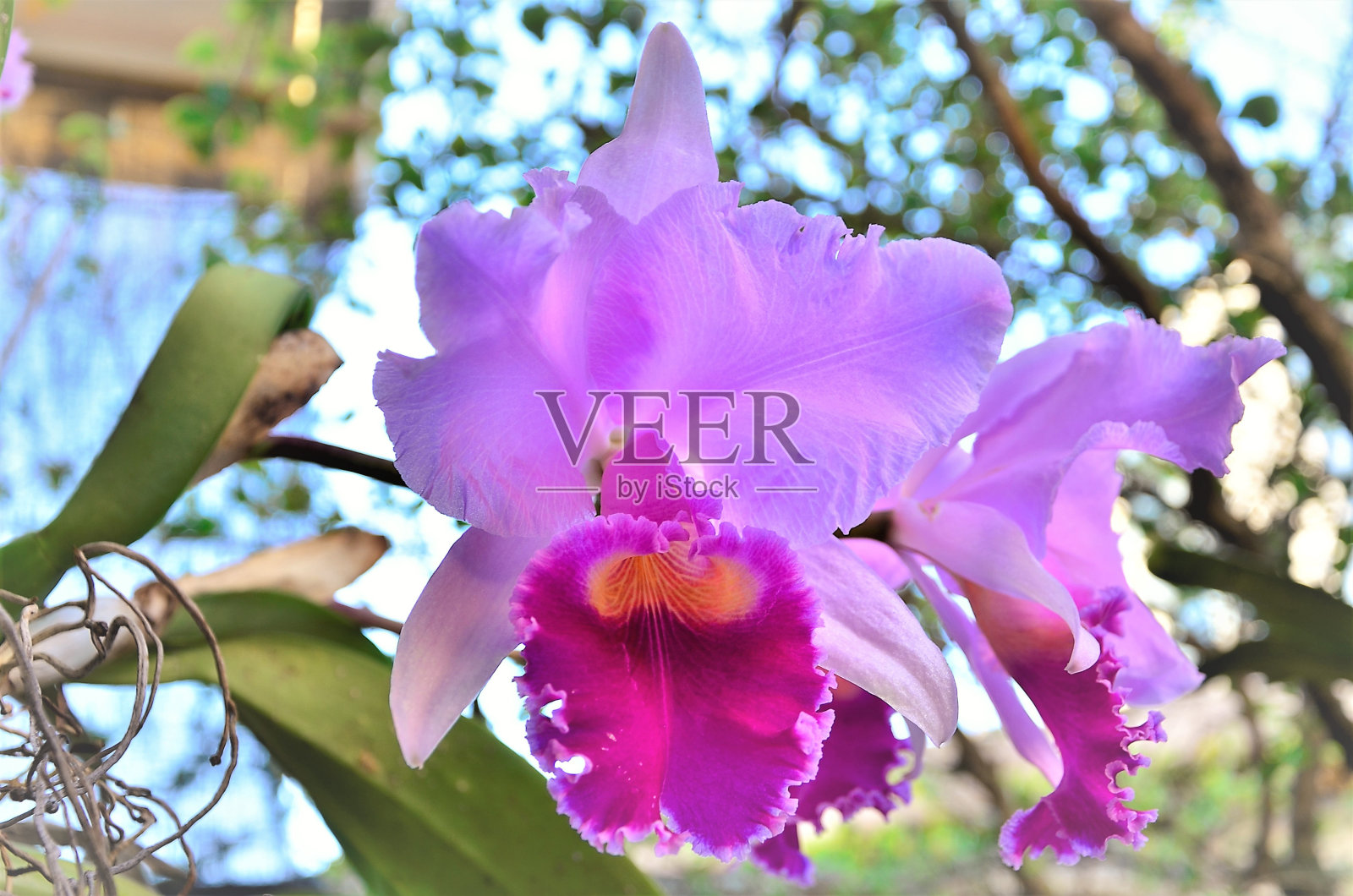 后院的花瓶里放着一株美丽的兰花照片摄影图片