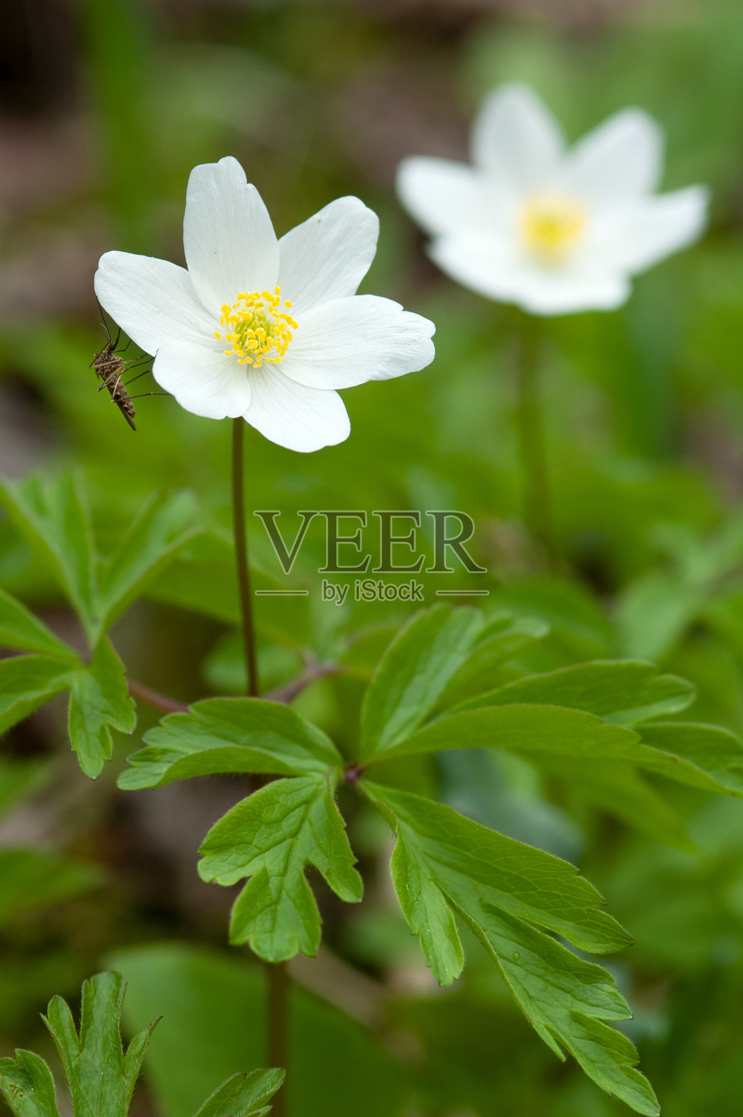 木银莲花,银莲花,在森林地面春季照片摄影图片